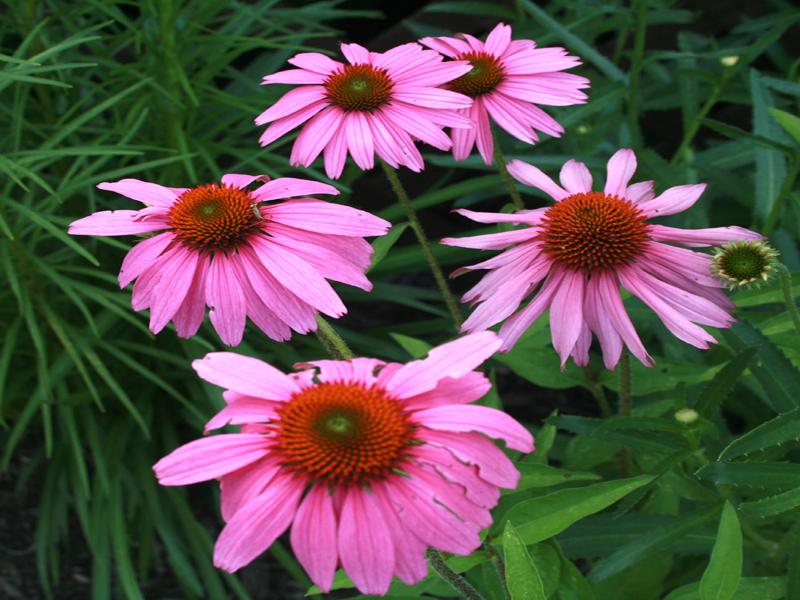 August is the best time to harvest Echinacea roots, use the roots to make Echinacea Flu fighting tea.
