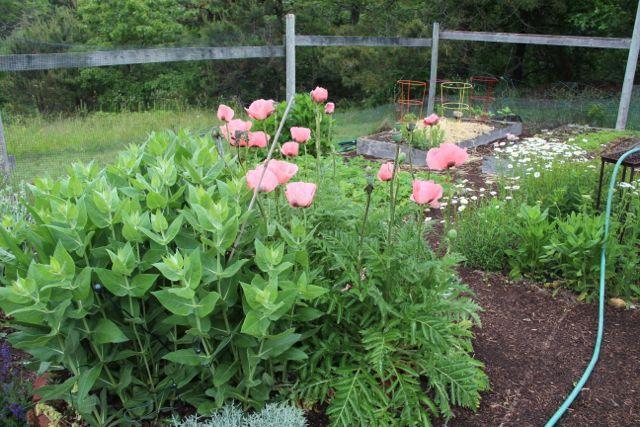 Spring Volunteers! (AKA Perennials and Self-Seeding Annuals)