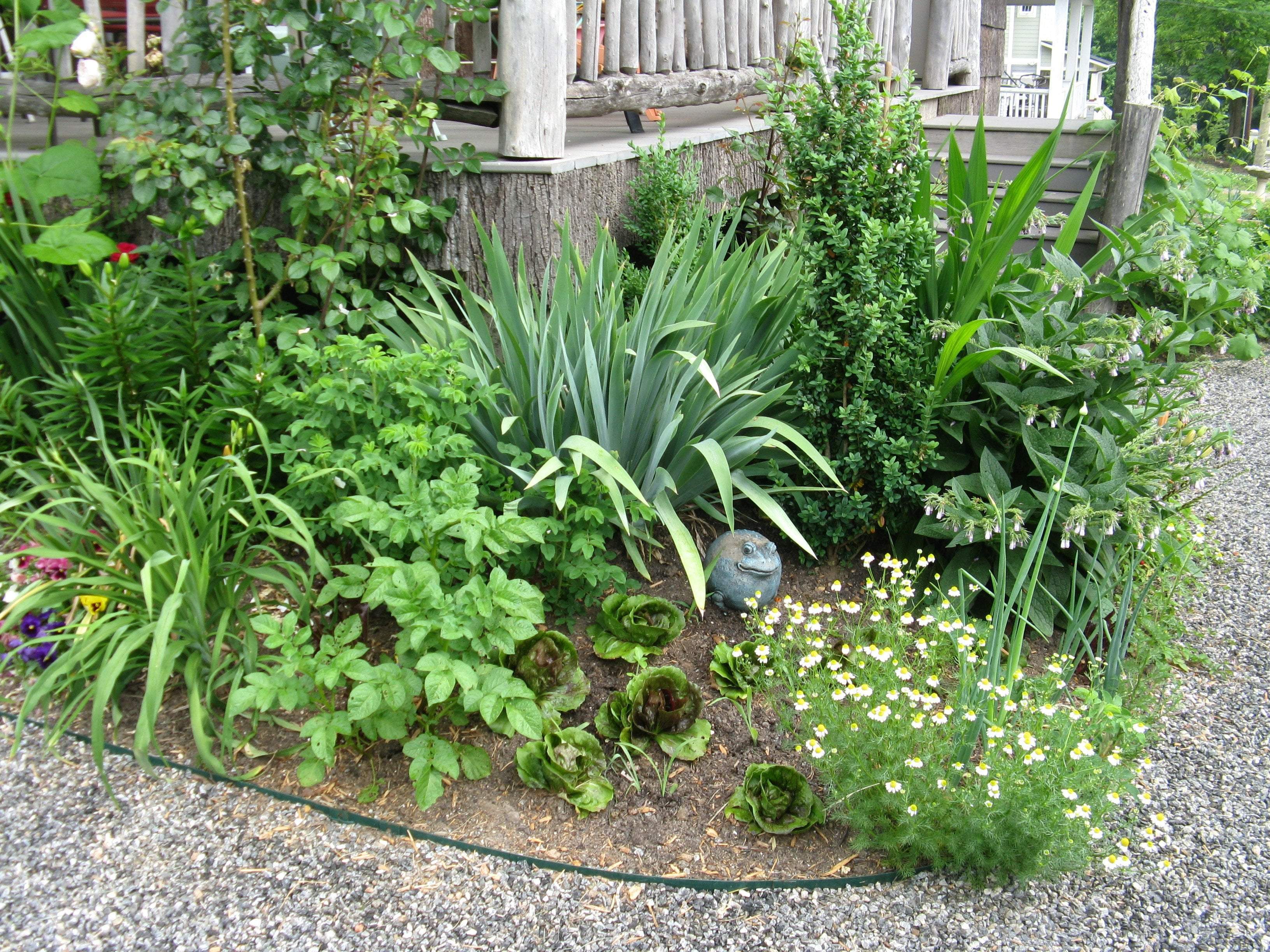 Urban Gardening: Small Spaces, Big Results  Sow True Seed