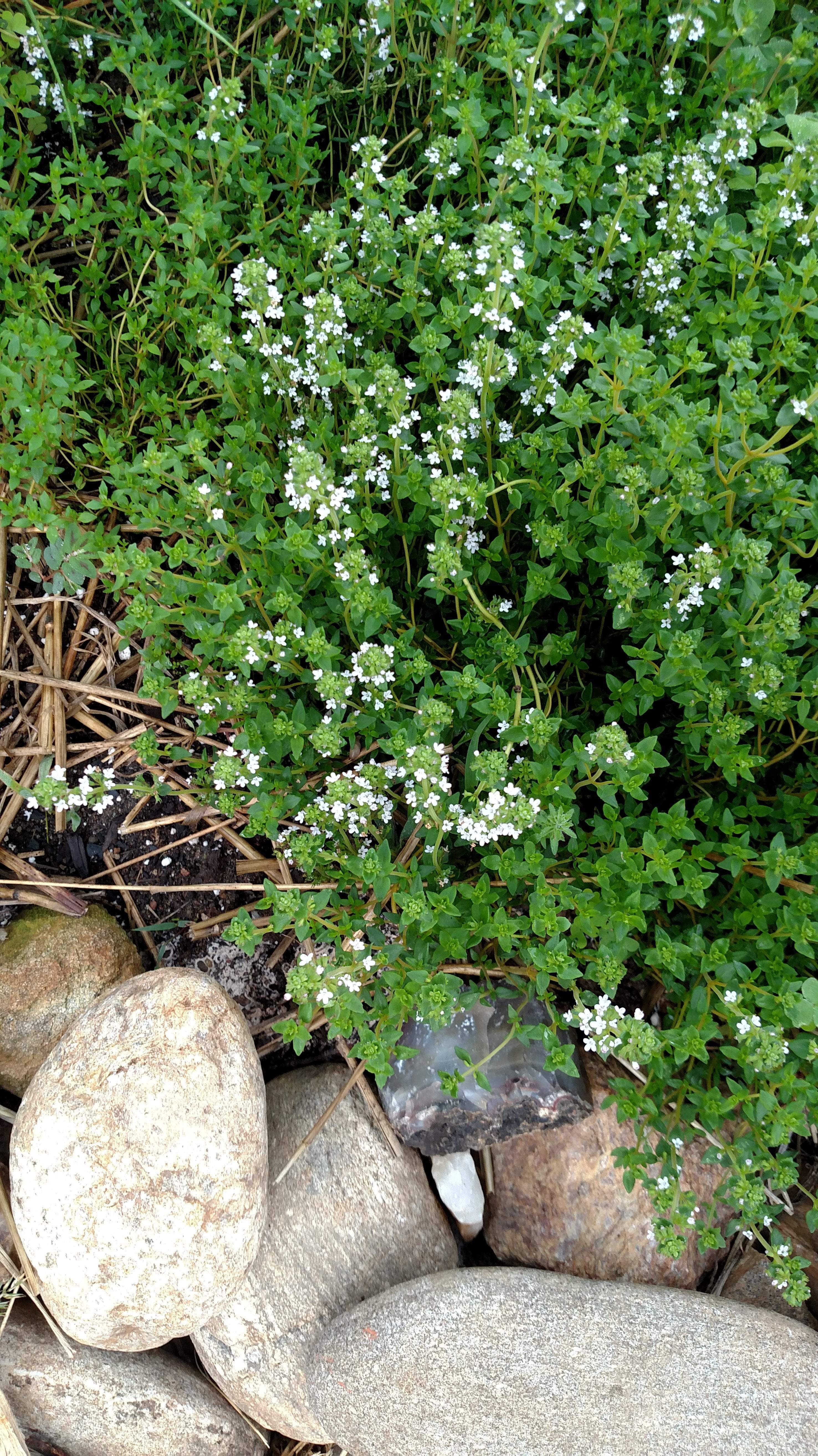 Herbs are a great addition to the garden Sow True Seed offers a wide variety of USDA organic, open pollinated, and non GMO herbs!