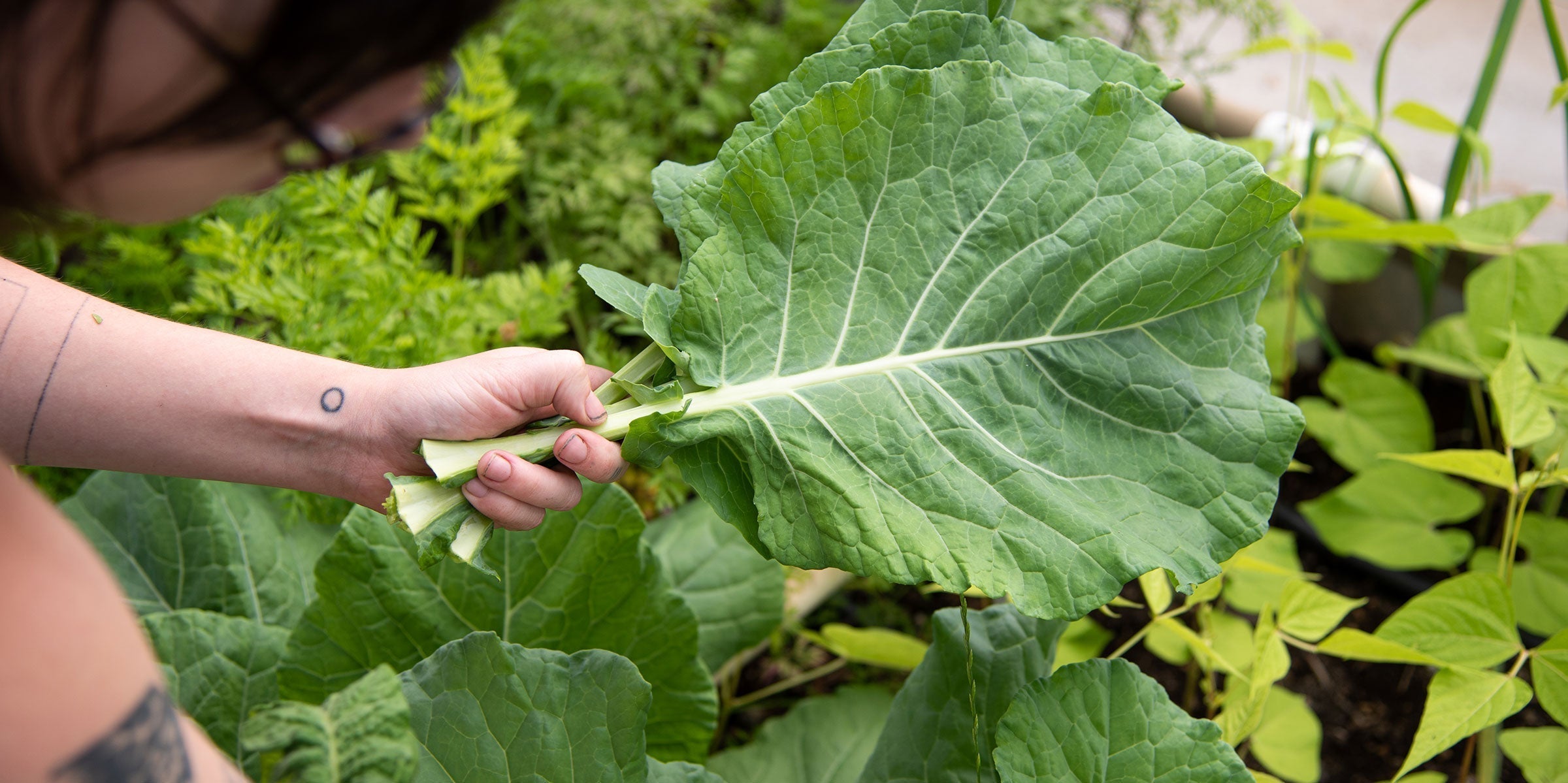 10 New Year's Resolutions for the Garden