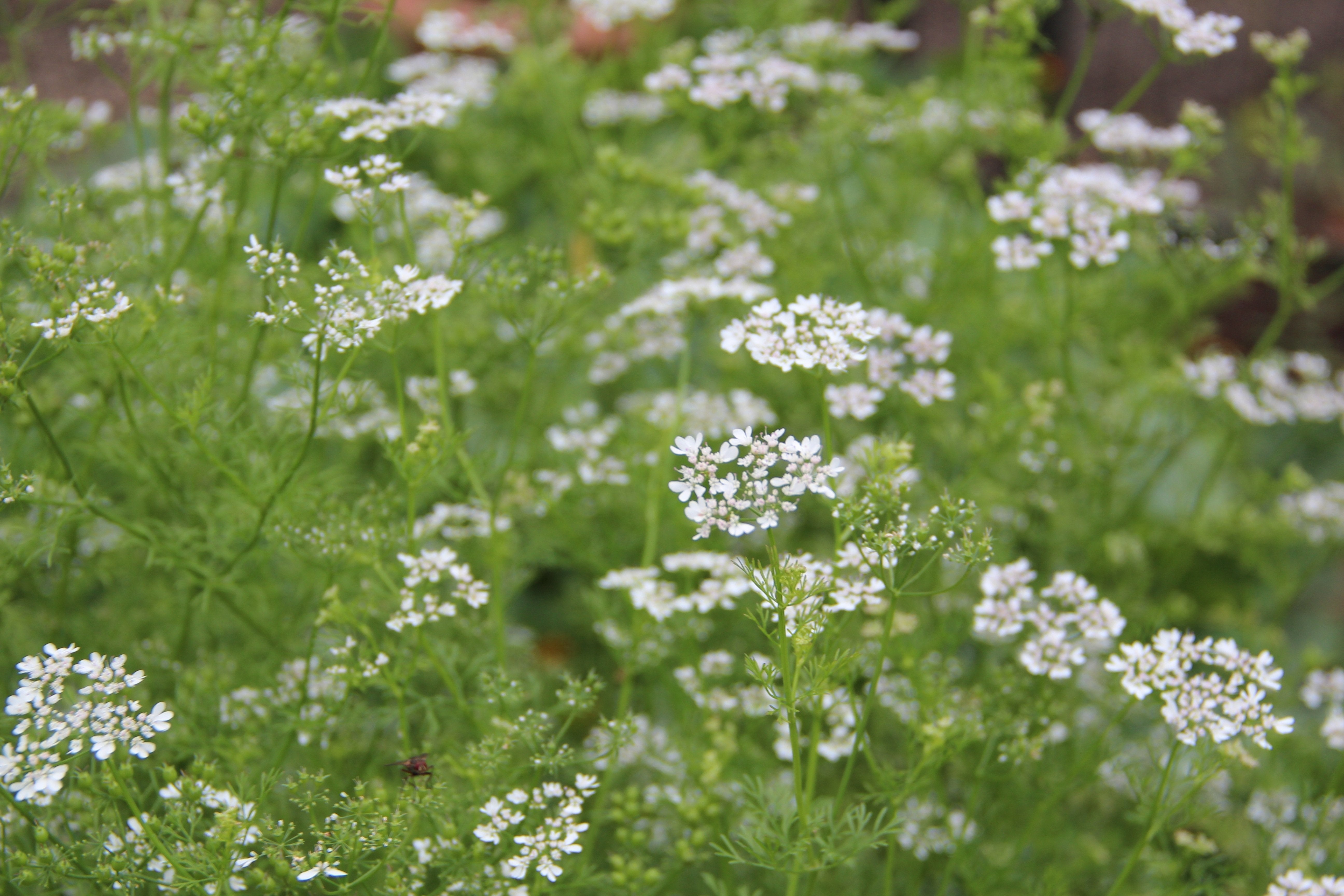 USDA organic, open pollinated, and non GMO cilantro available at Sow True Seed Asheville NC.