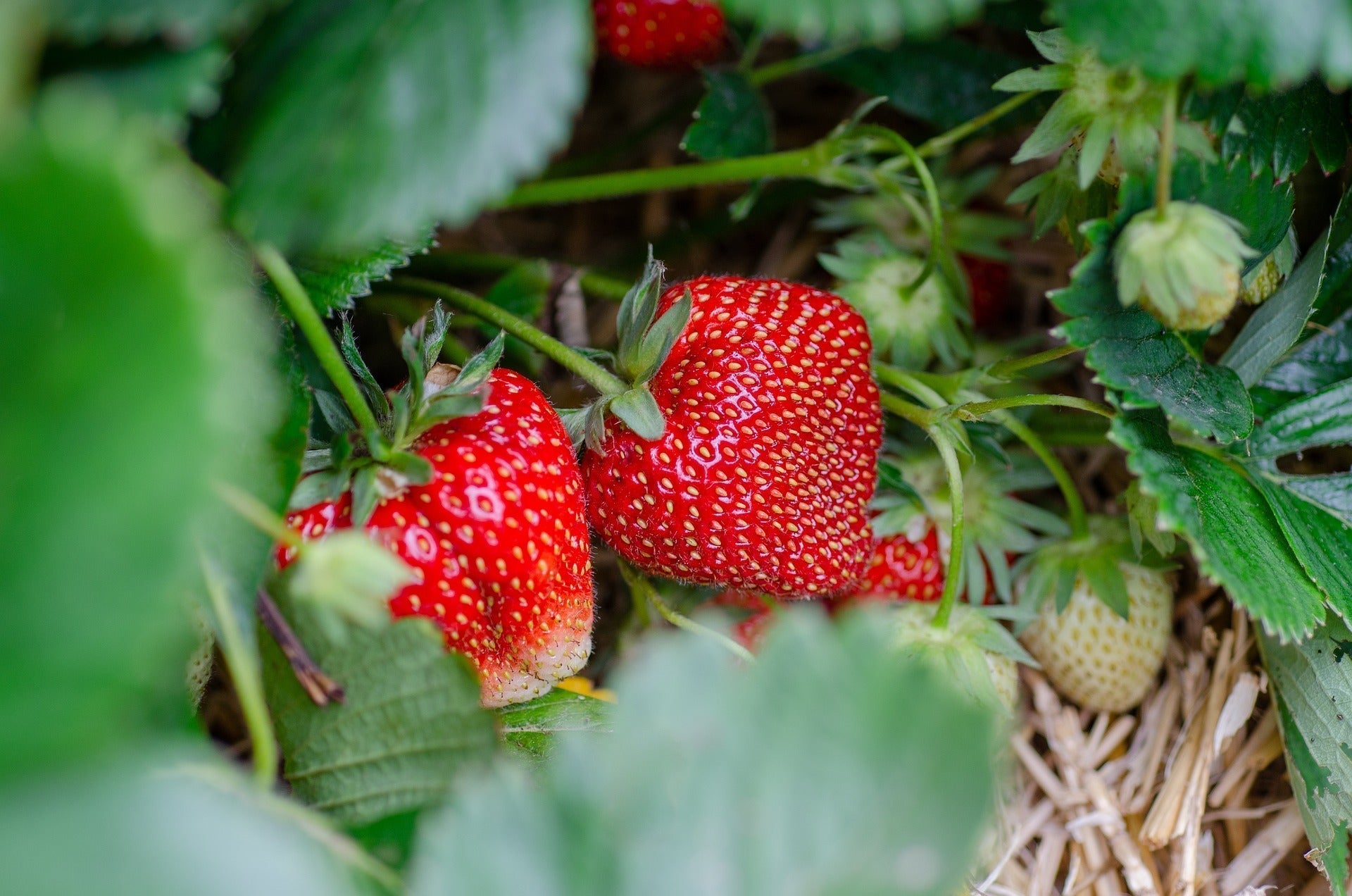 Types of Strawberries: June-Bearing, Everbearing, and Day-Neutral Expl   Sow True Seed