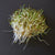 Sprout your own sprouting seeds from home anytime of the year using Sow True Seed USDA organic non-GMO sprouting seeds.