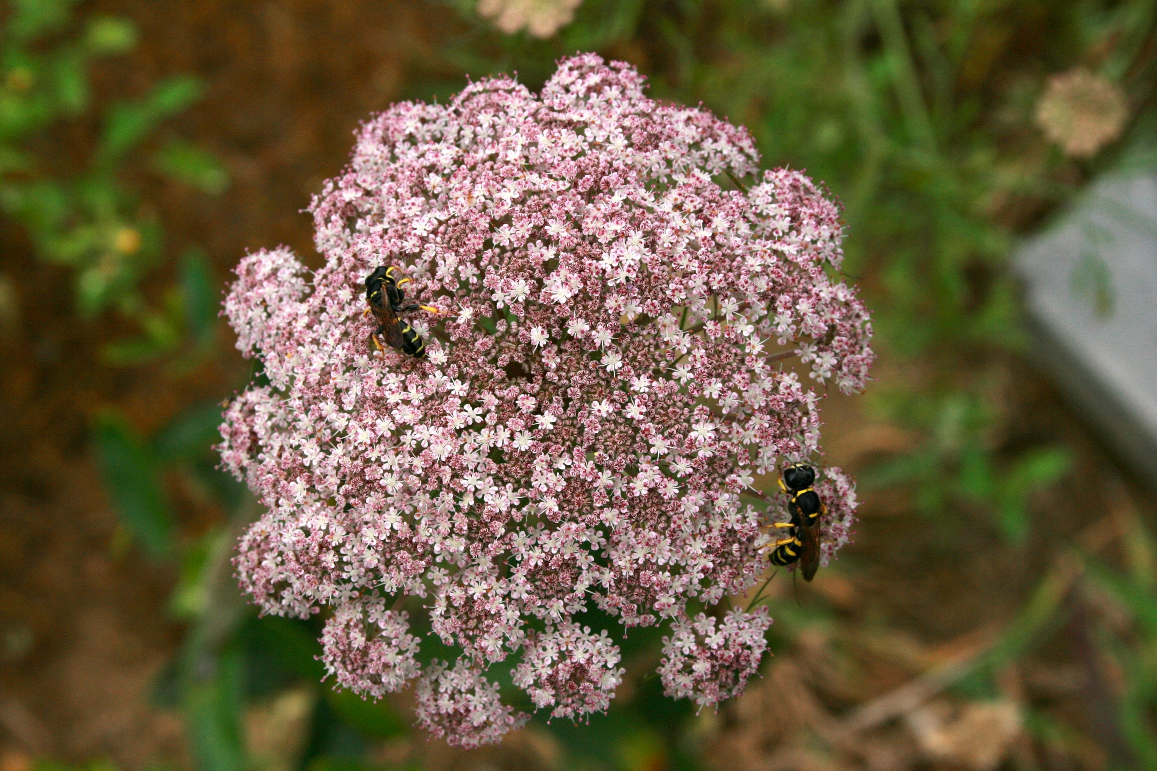 Providing habitat for pollinators is key to their survival.