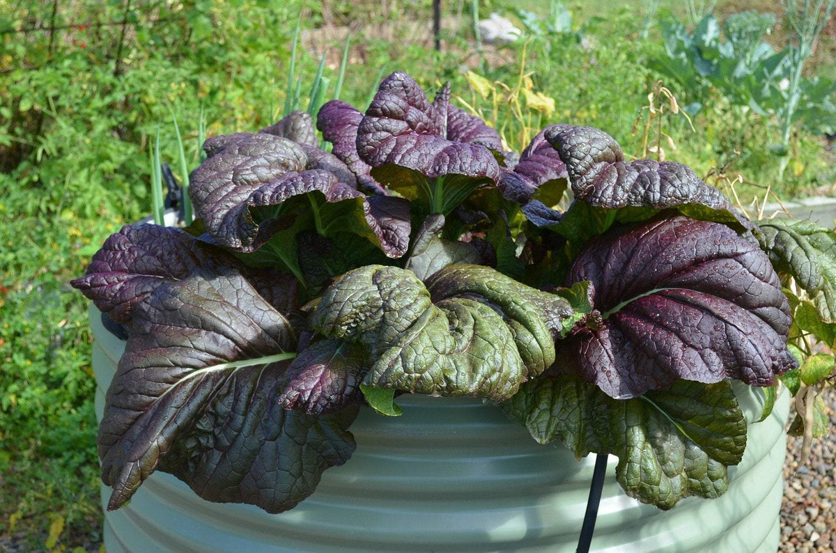 Mustard Greens Seeds - Southern Giant Curled