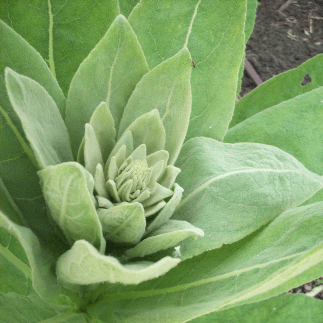 planting mullein seeds Mullein Seeds