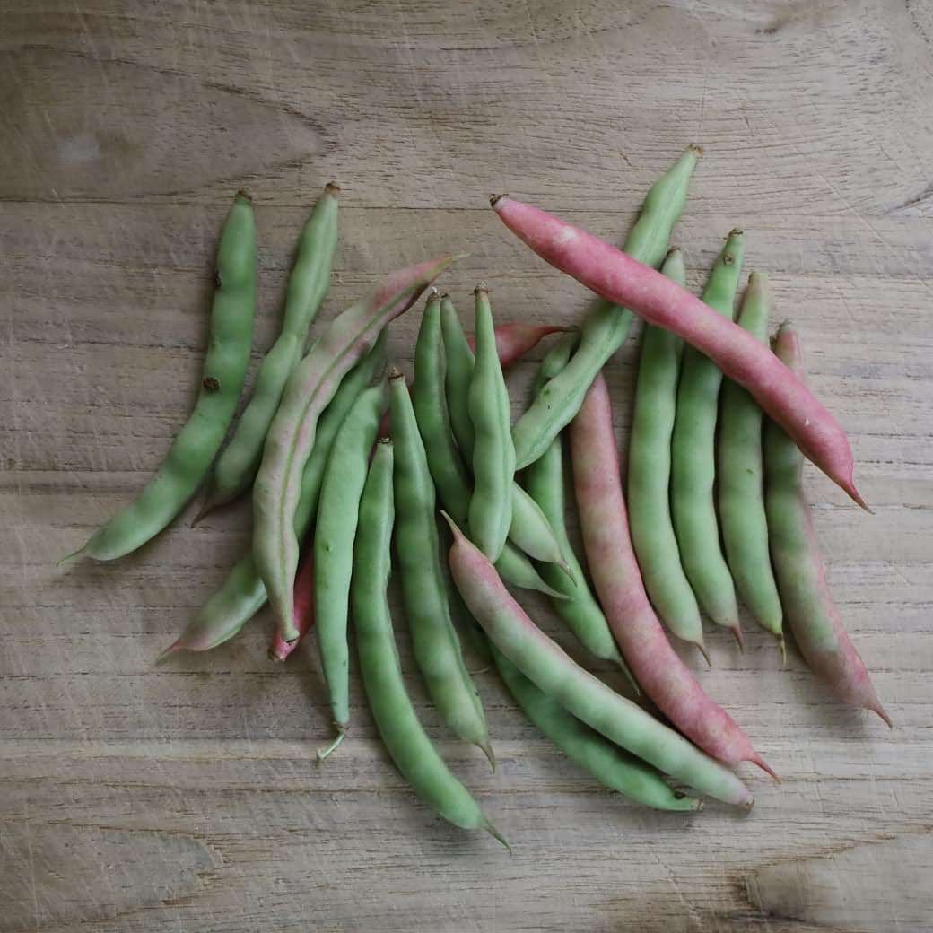 maggi plant seeds Six Week Pink Bunch Bean Seeds | Sow True Seed