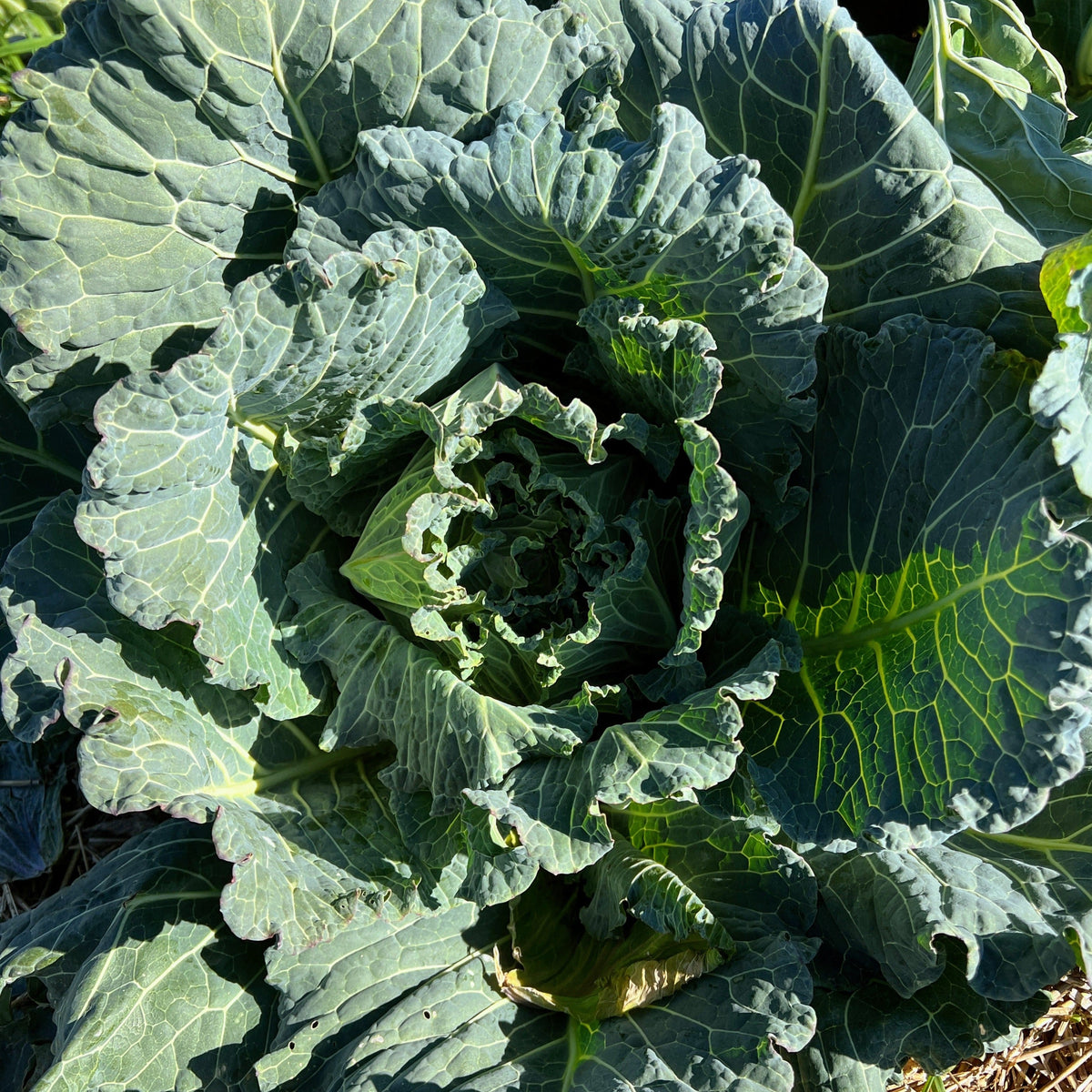 Collard Seeds White Cabbage Collards Sow True Seed