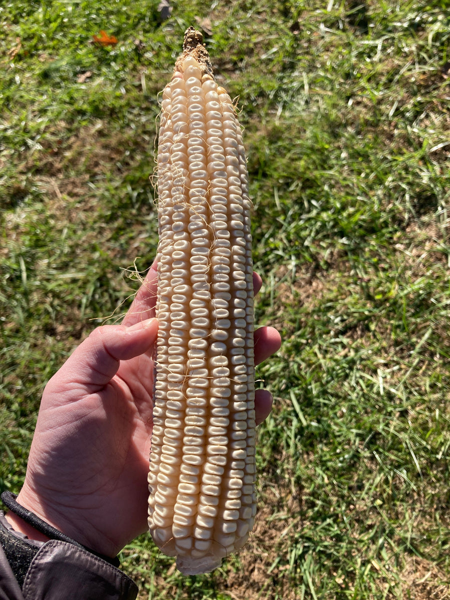 Dent Corn Seeds Cown Sow True Seed