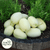 Specialty Cucumber Seeds - Dragon's Egg - Sow True Seed