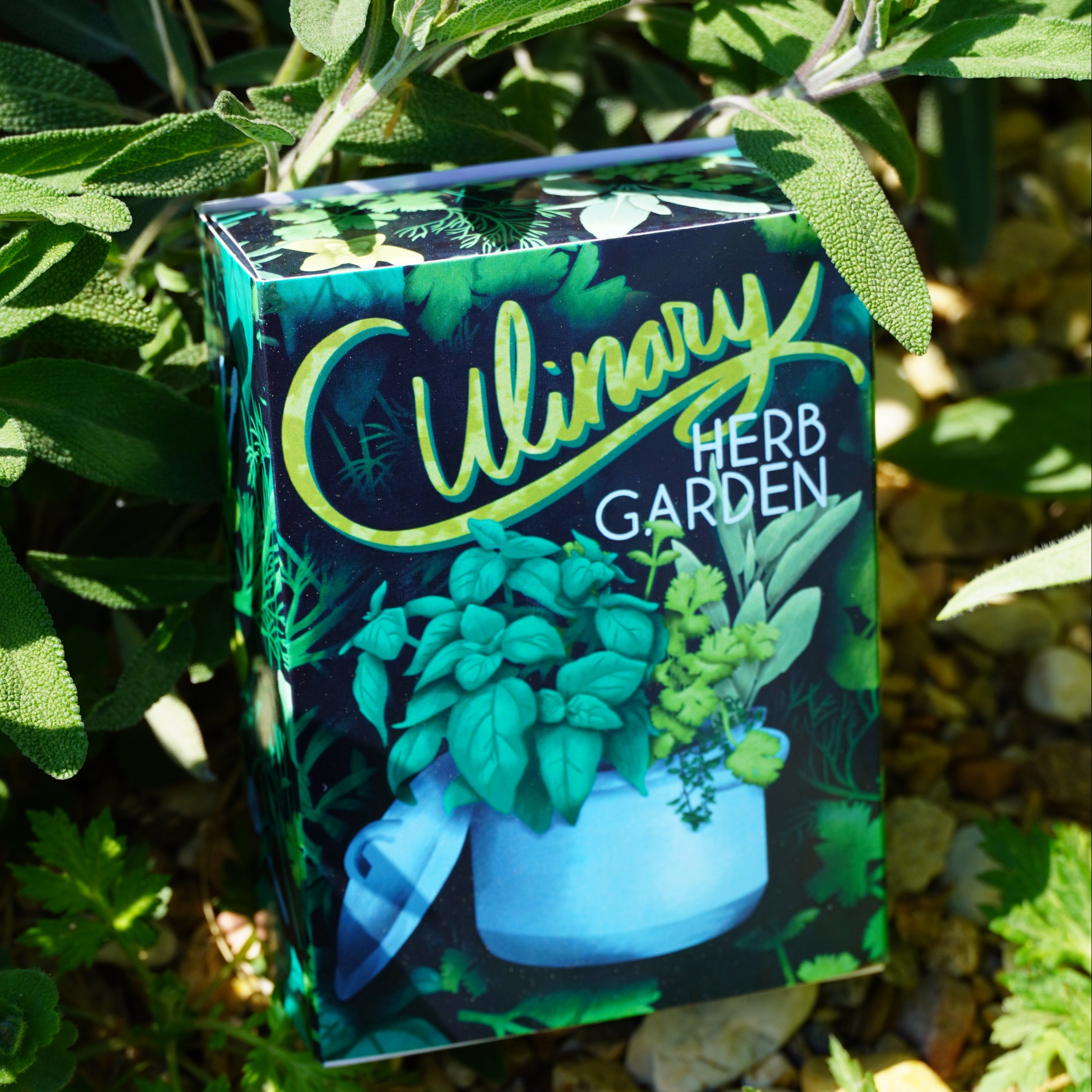 the cooks garden seed catalog Culinary Herb Garden Seed Collection Box