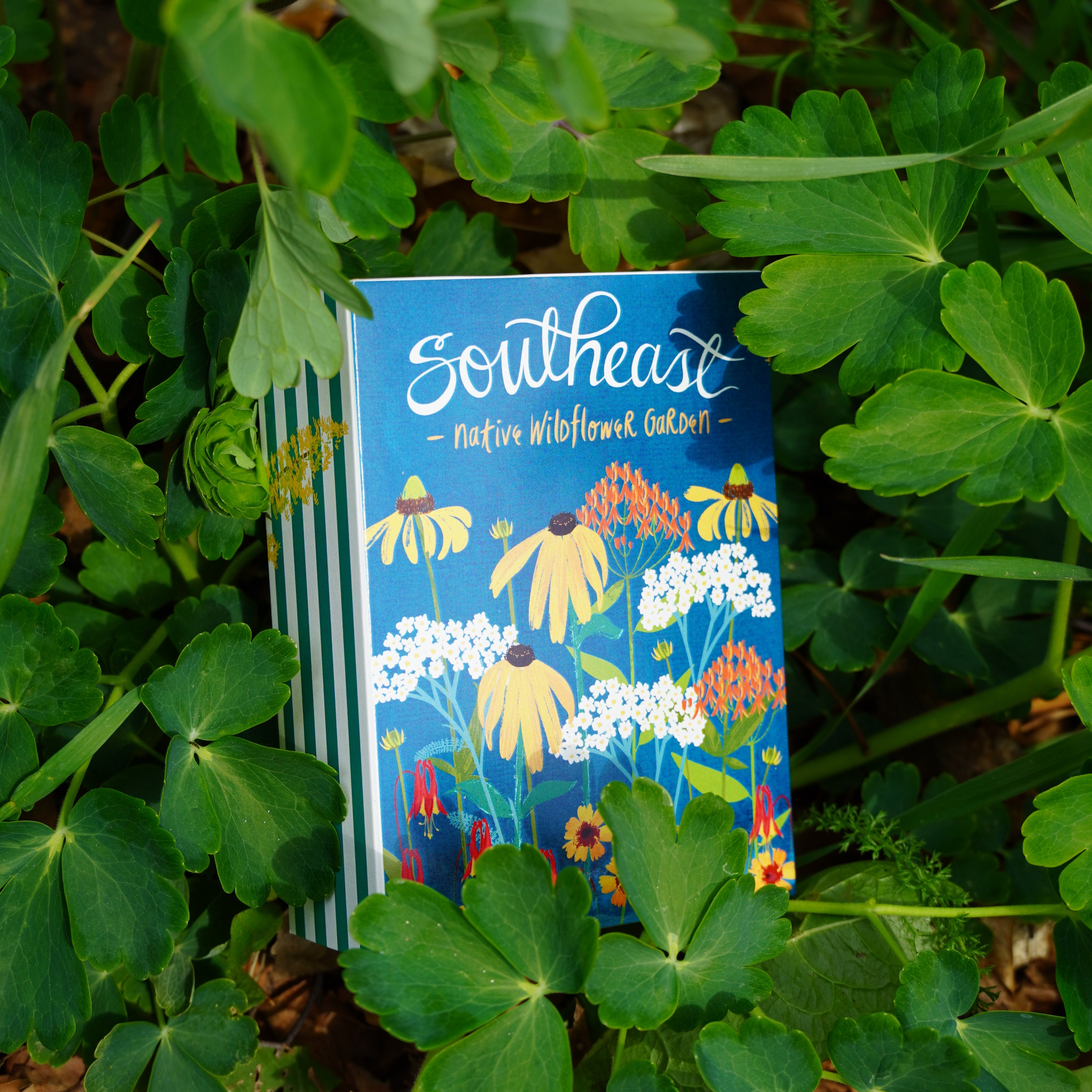 native north carolina wildflower seeds Southeast Native Wildflower Collection Box
