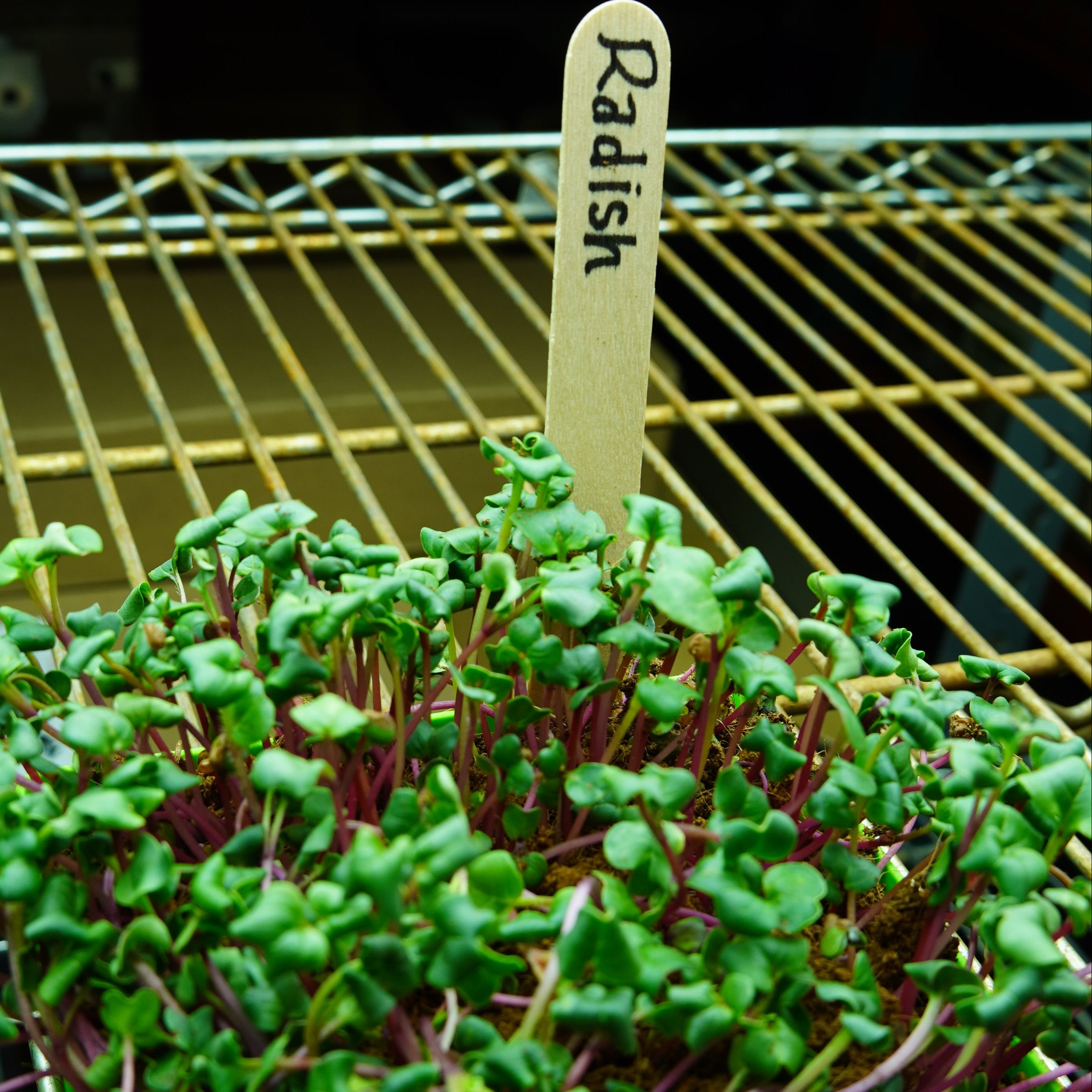 china seeds planted China Rose Radish Microgreen Seeds | Sow True Seed