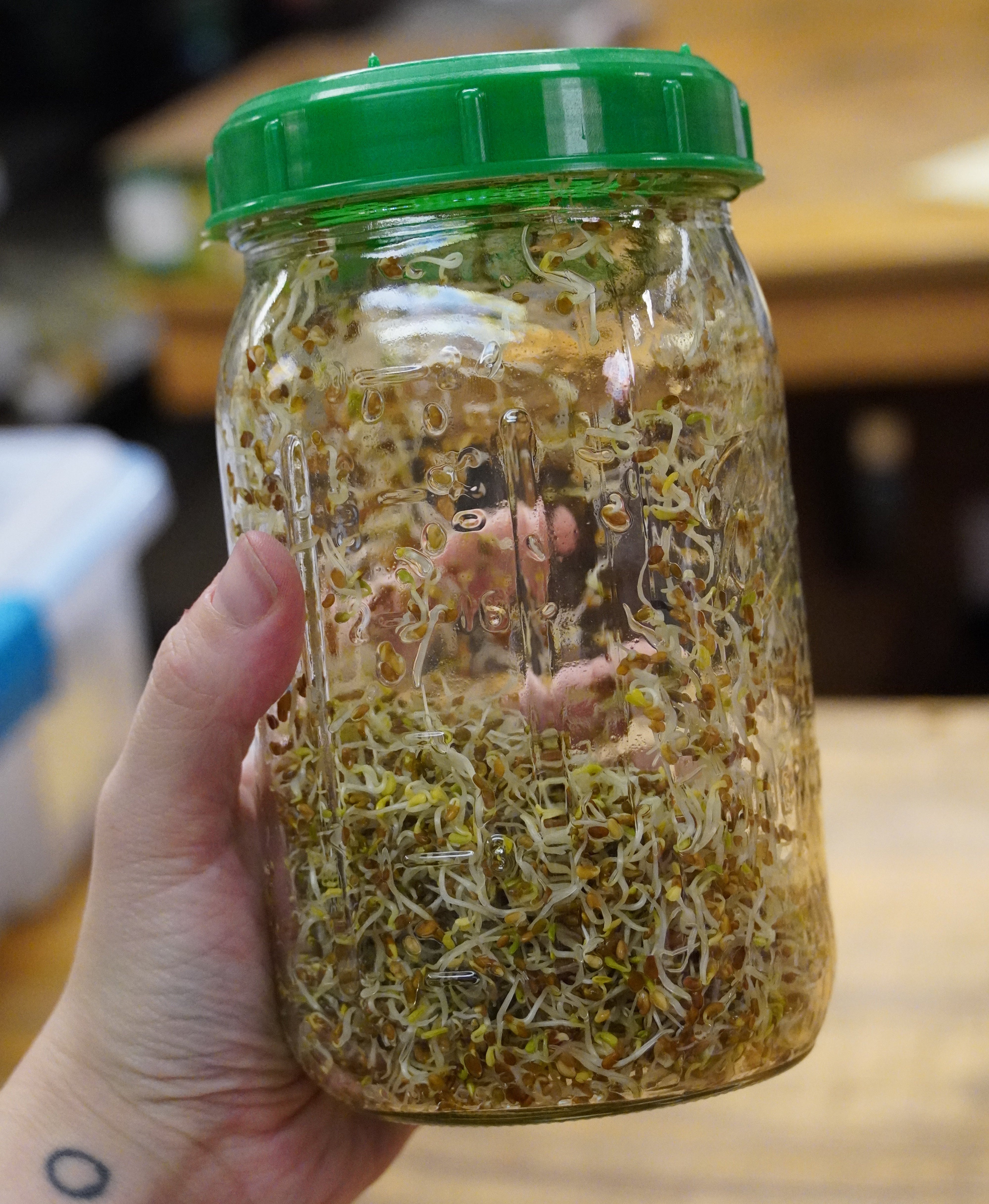 alfalfa seeds for planting Sprouting Seed