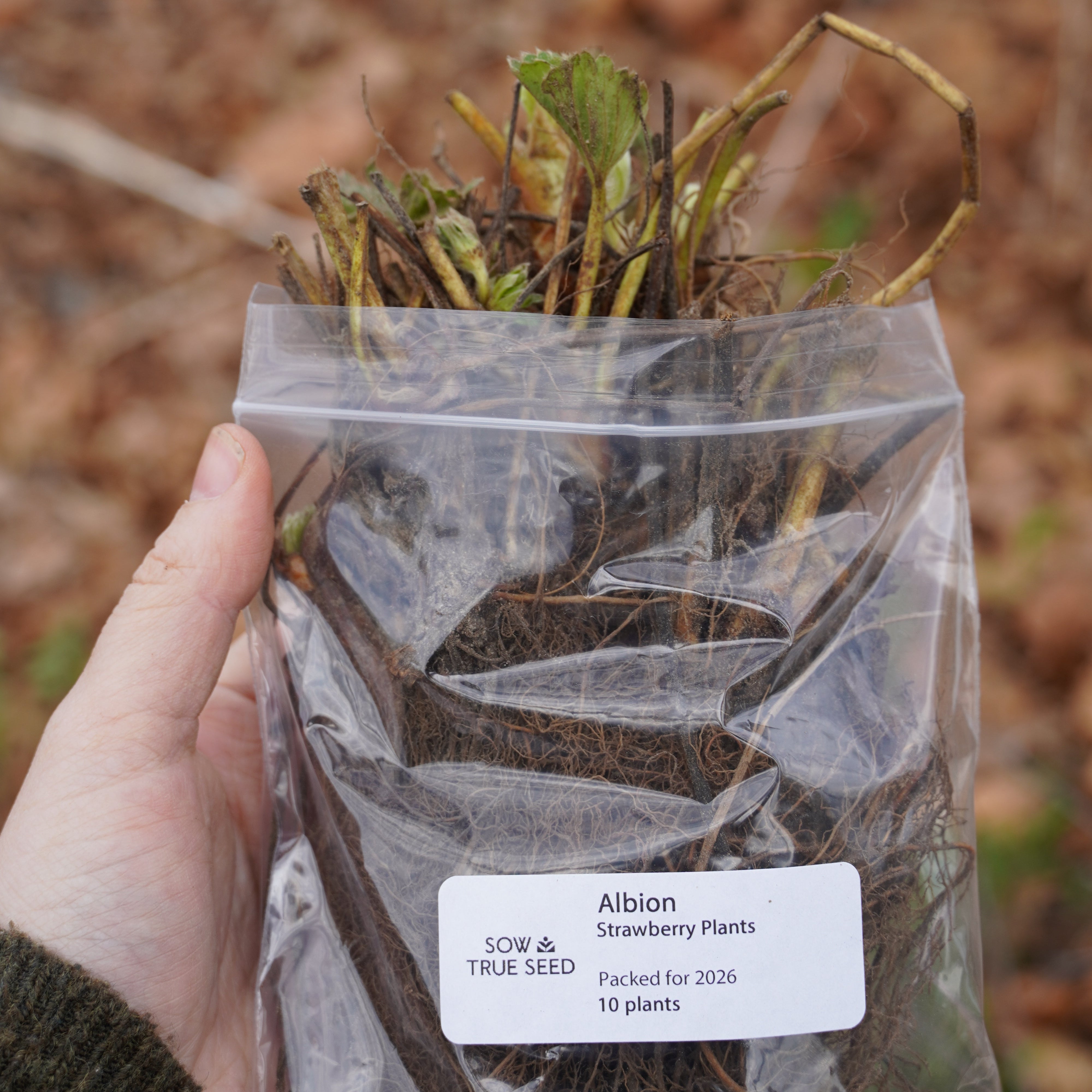 sow strawberry seeds Albion Strawberry Plants | Sow True Seed