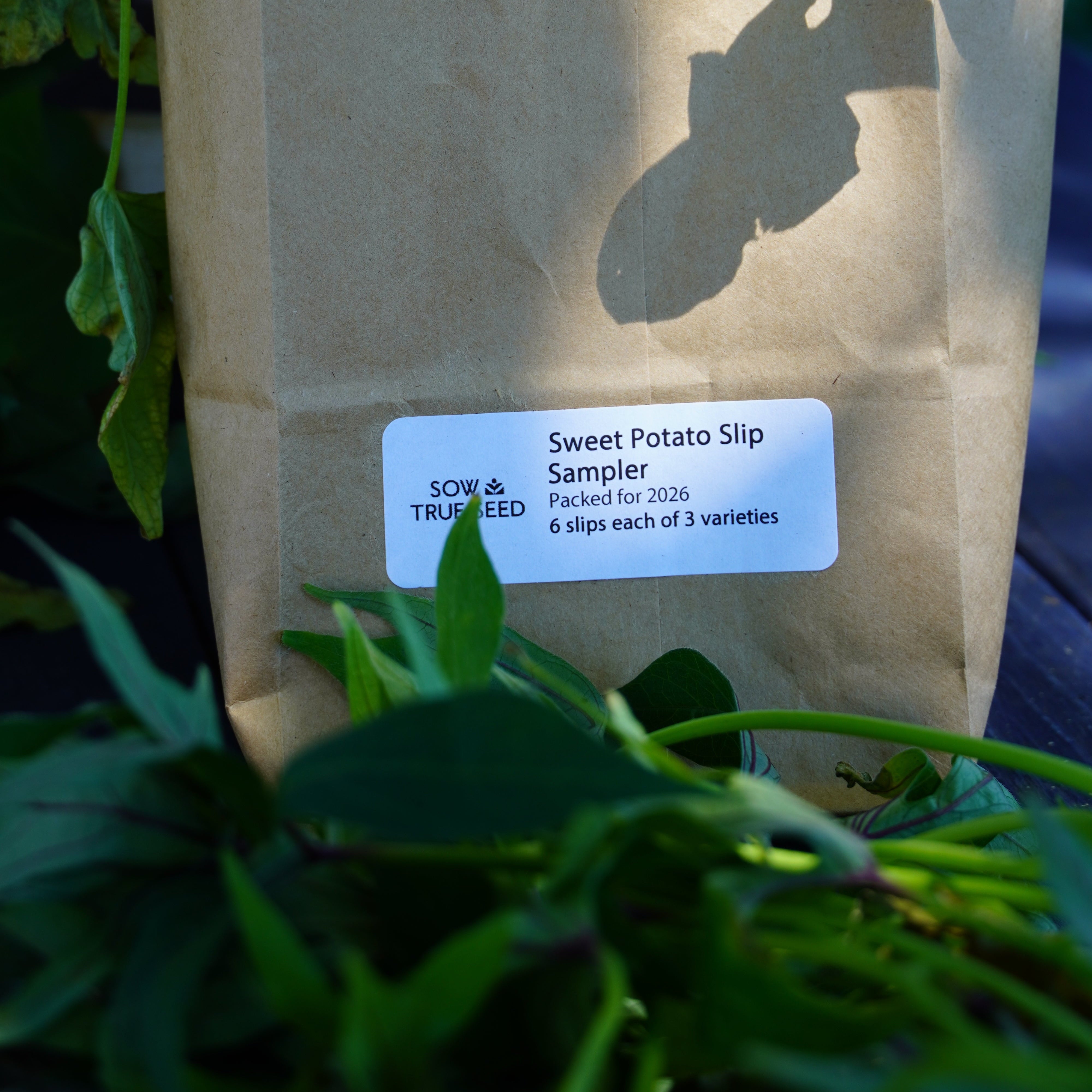 sweet potato seeds to plant Sweet Potato Slip Sampler | Sow True Seed