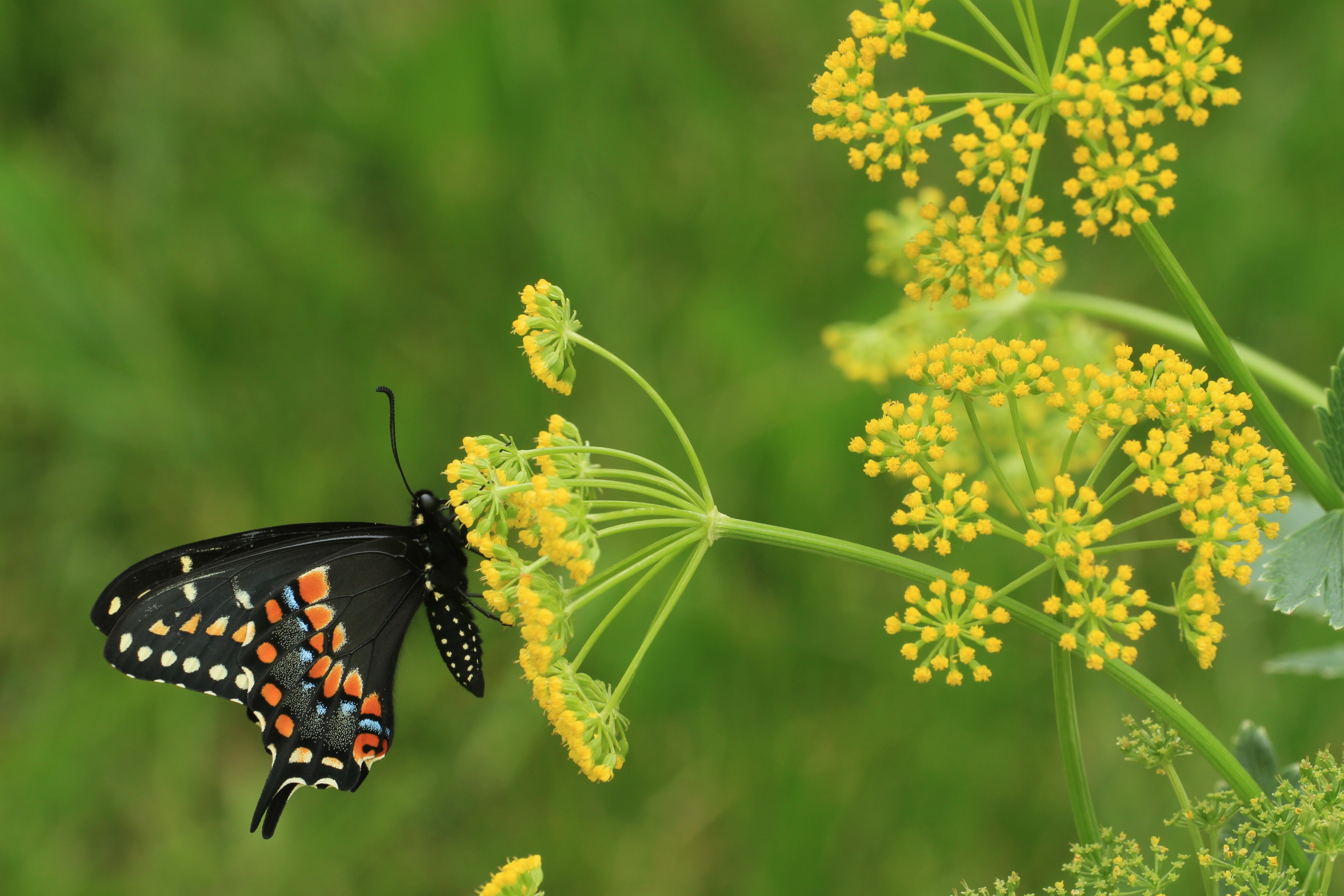 golden flower seeds Golden Alexanders Flower Seeds | Sow True Seed
