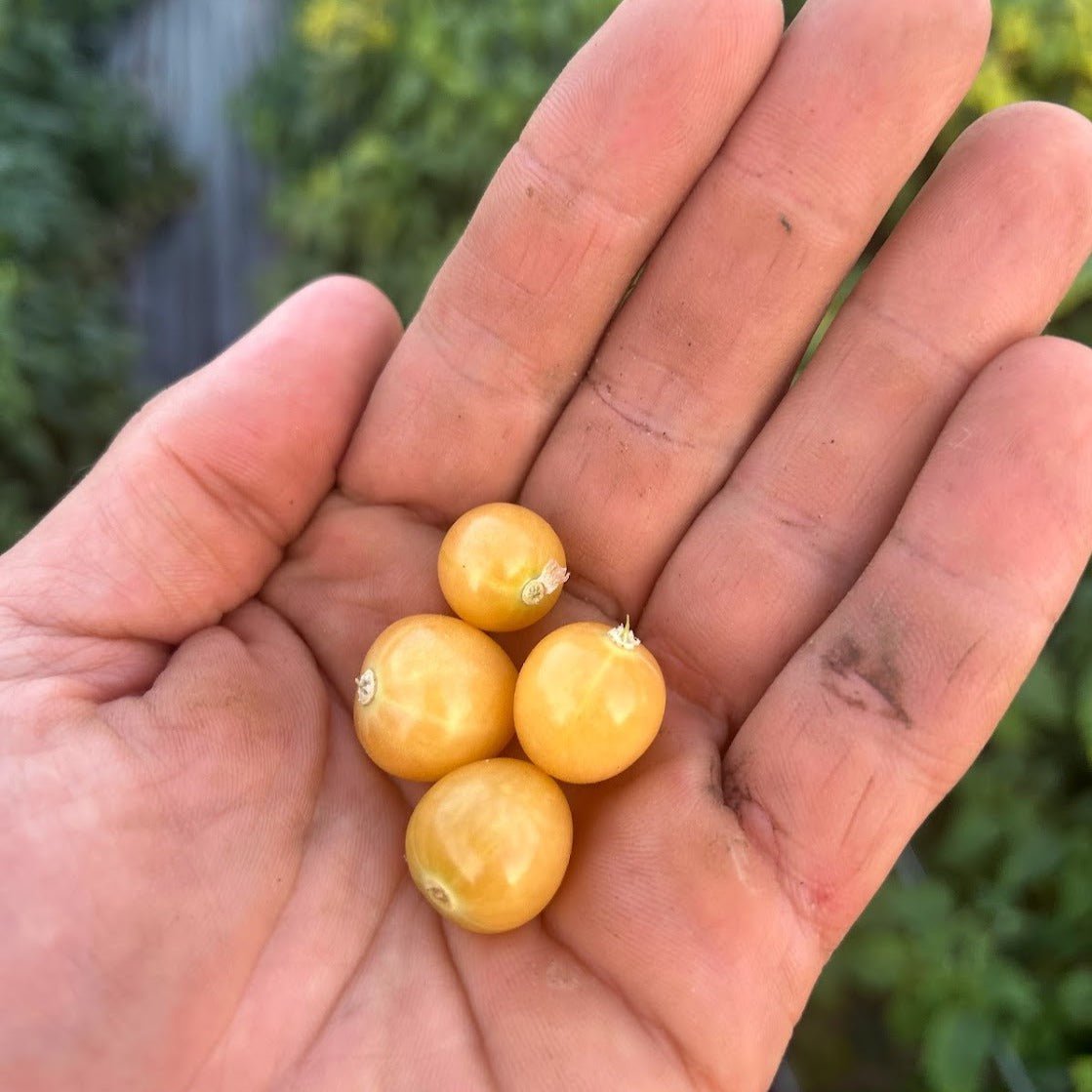Ground Cherry Seeds Mary's Niagara, ORGANIC Sow True Seed