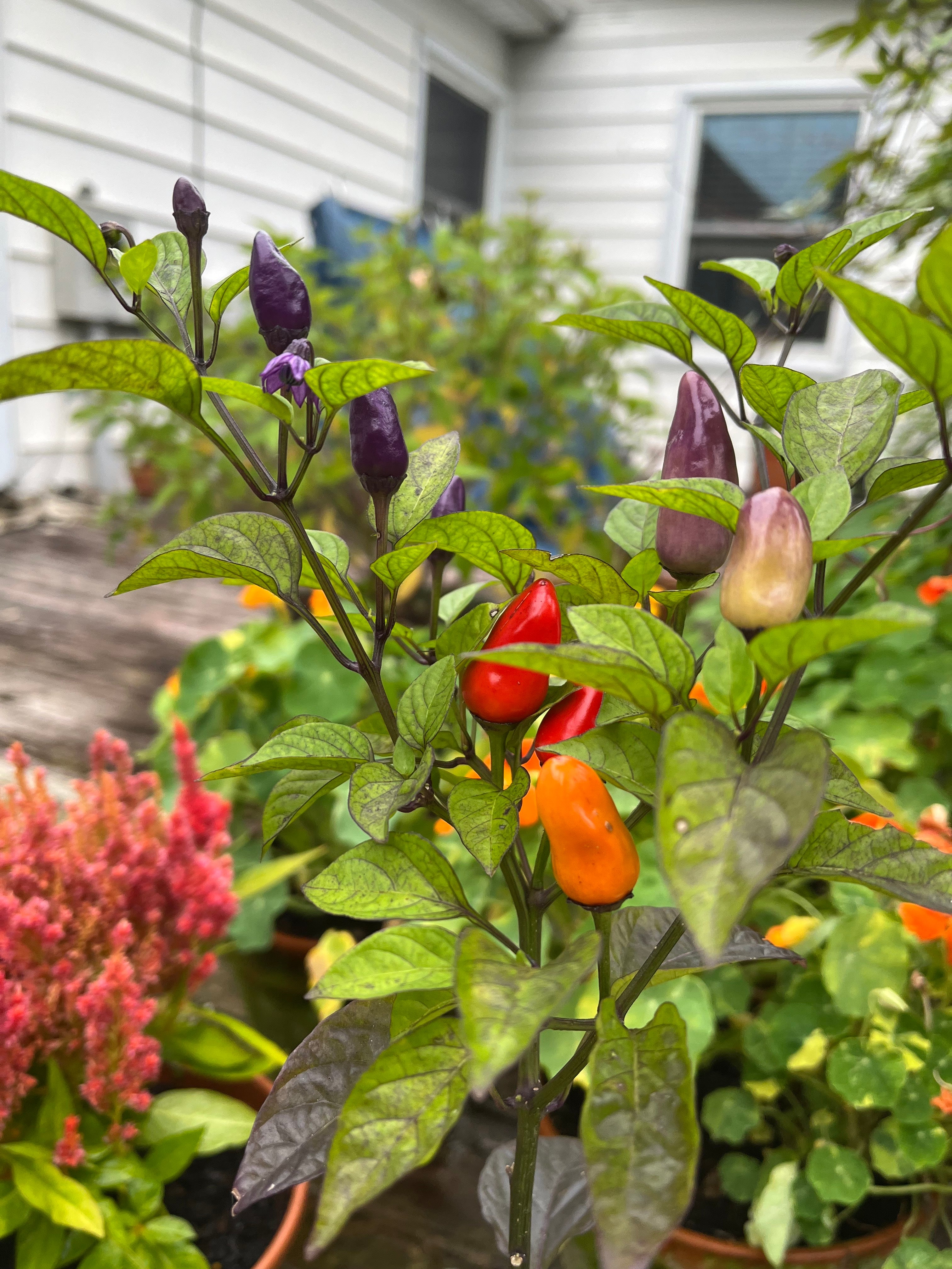 Hot Pepper Seeds - Chinese Five-Color - Sow True Seed