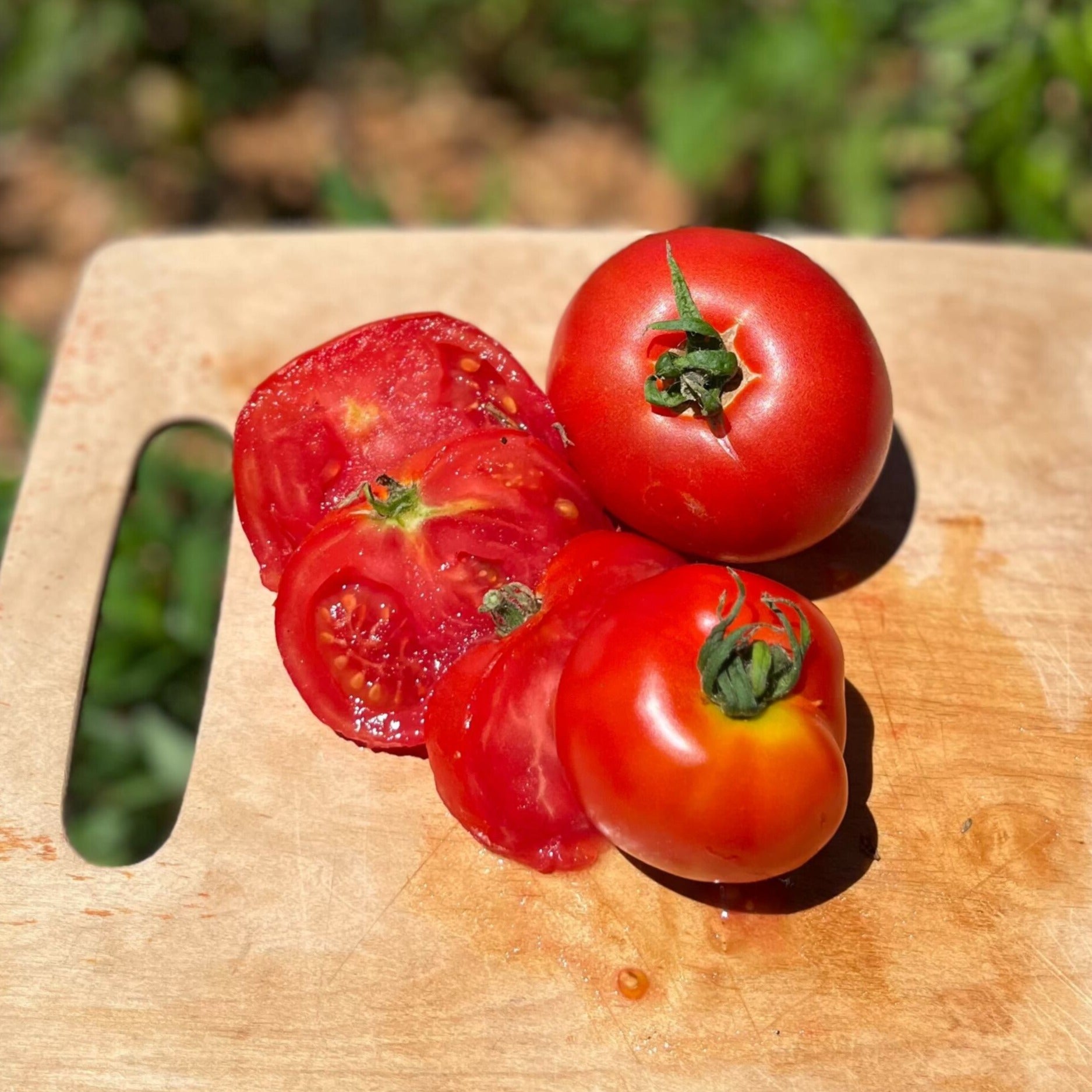 Slicing Tomato Seeds - Legend - Sow True Seed