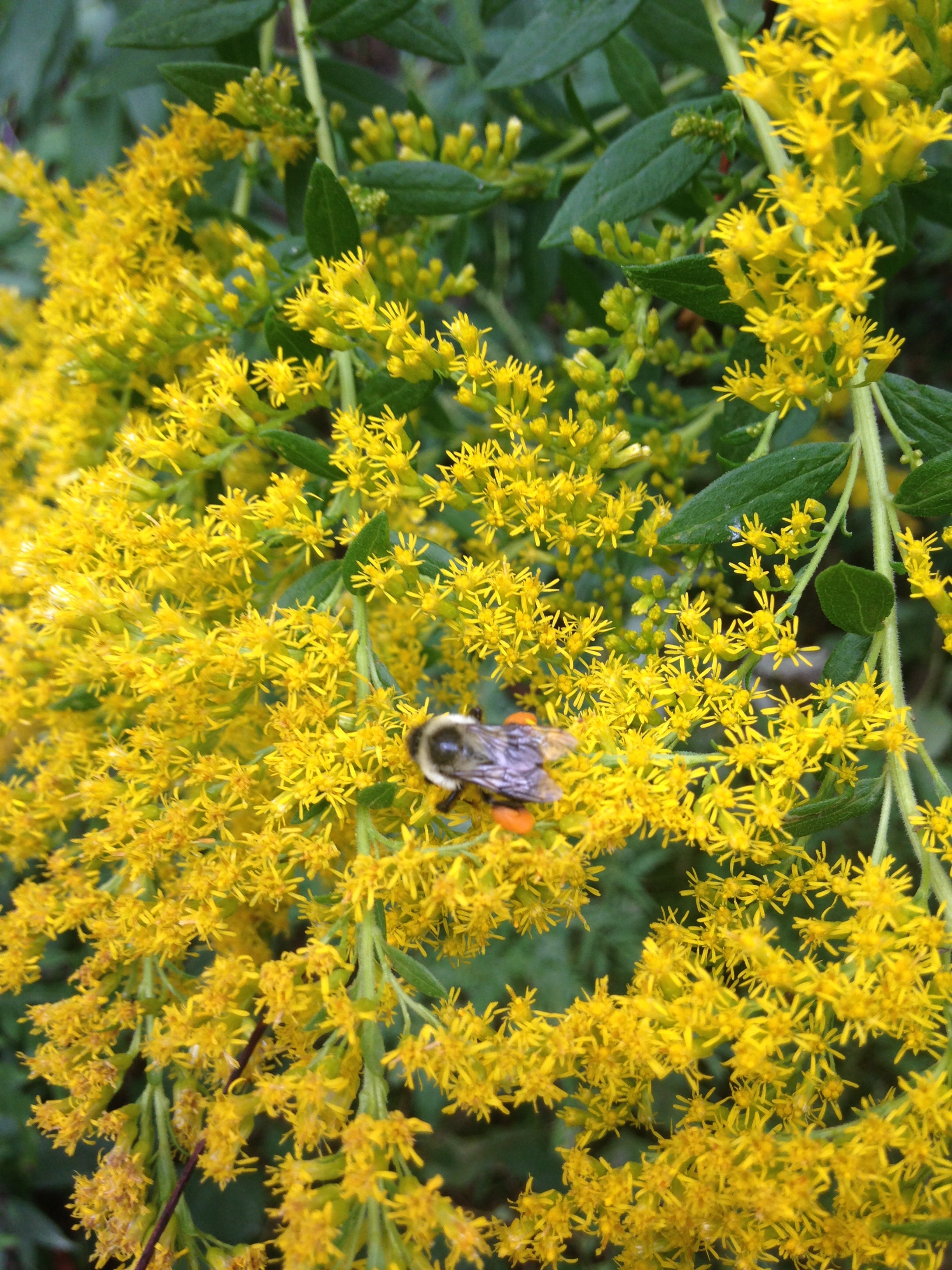yellow seed plant Showy Goldenrod Seeds | Sow True Seed