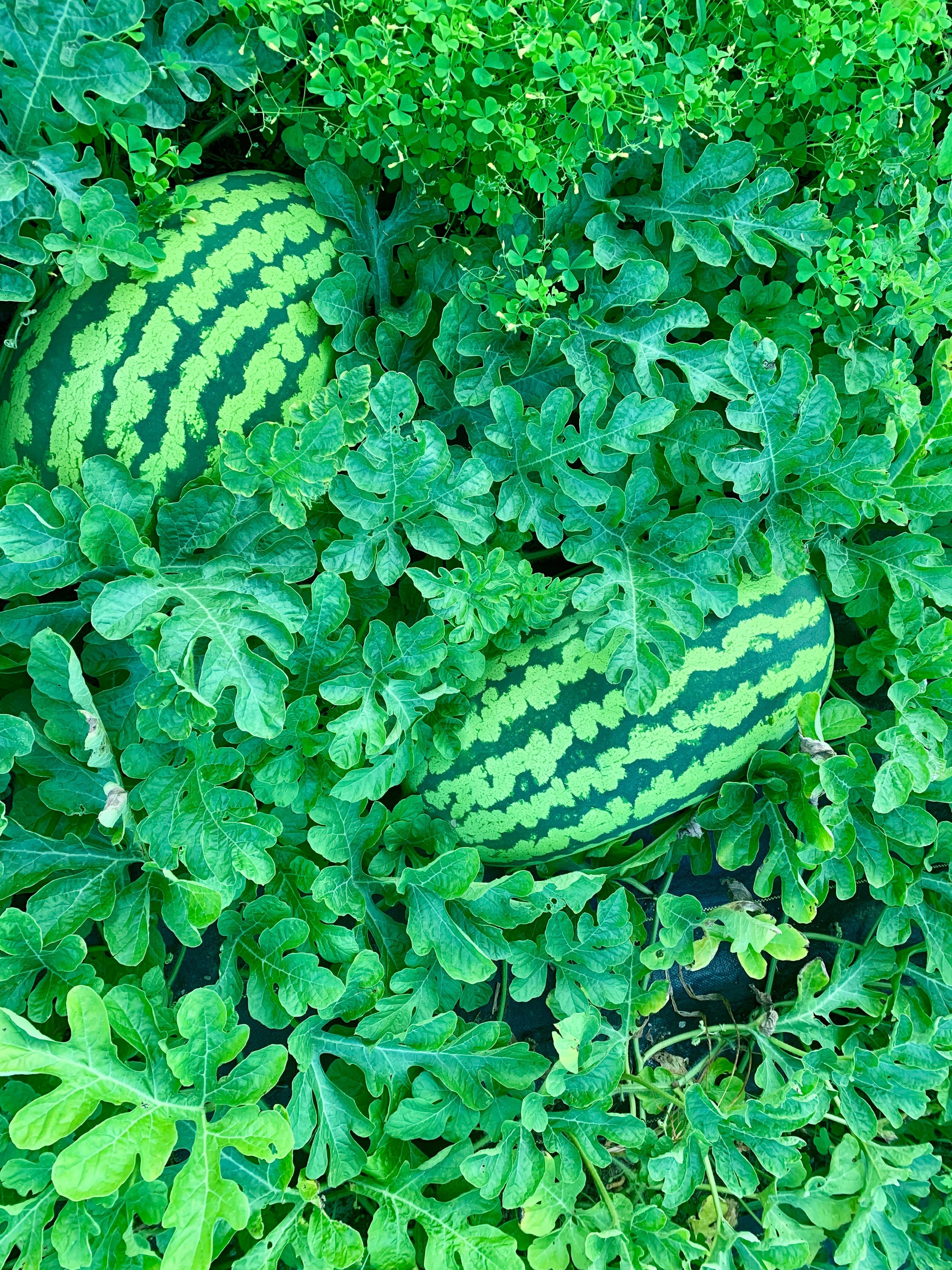 Watermelon Seeds - Carolina Cross - Sow True Seed
