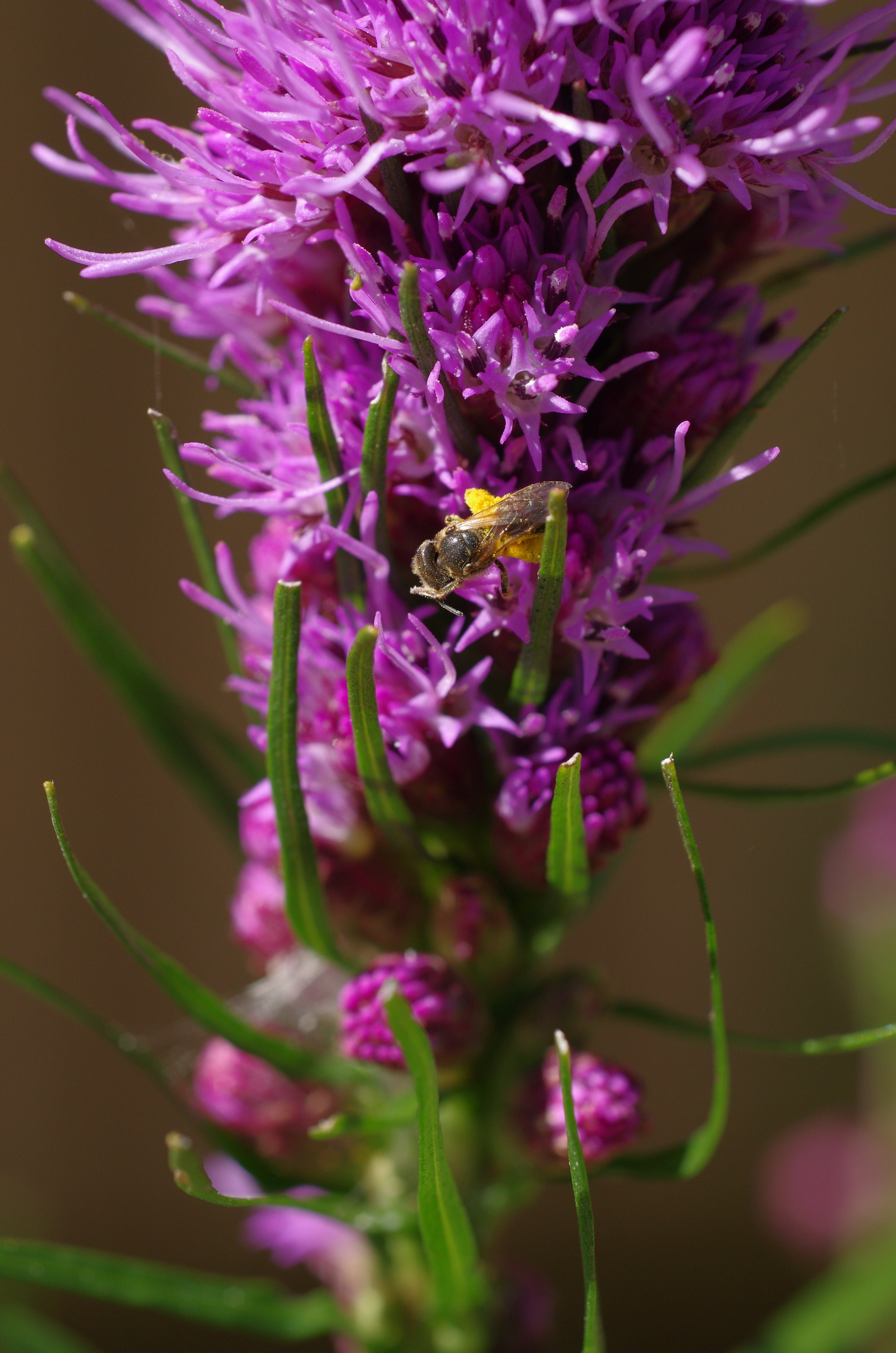 blazing star wildflower seed company Dense Blazing Star Seeds | Sow True Seed
