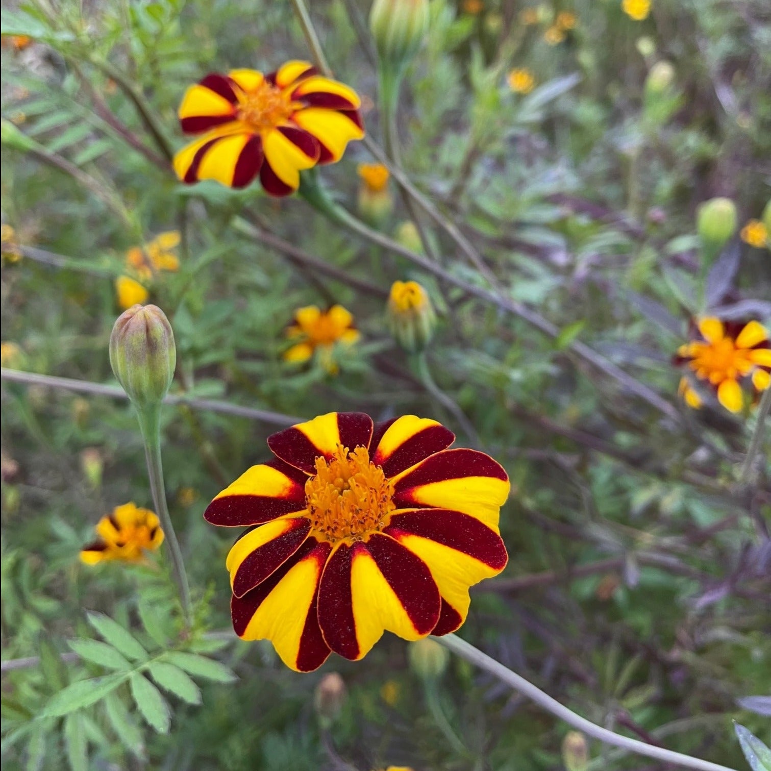 marigold seeds home depot Marigold Seeds