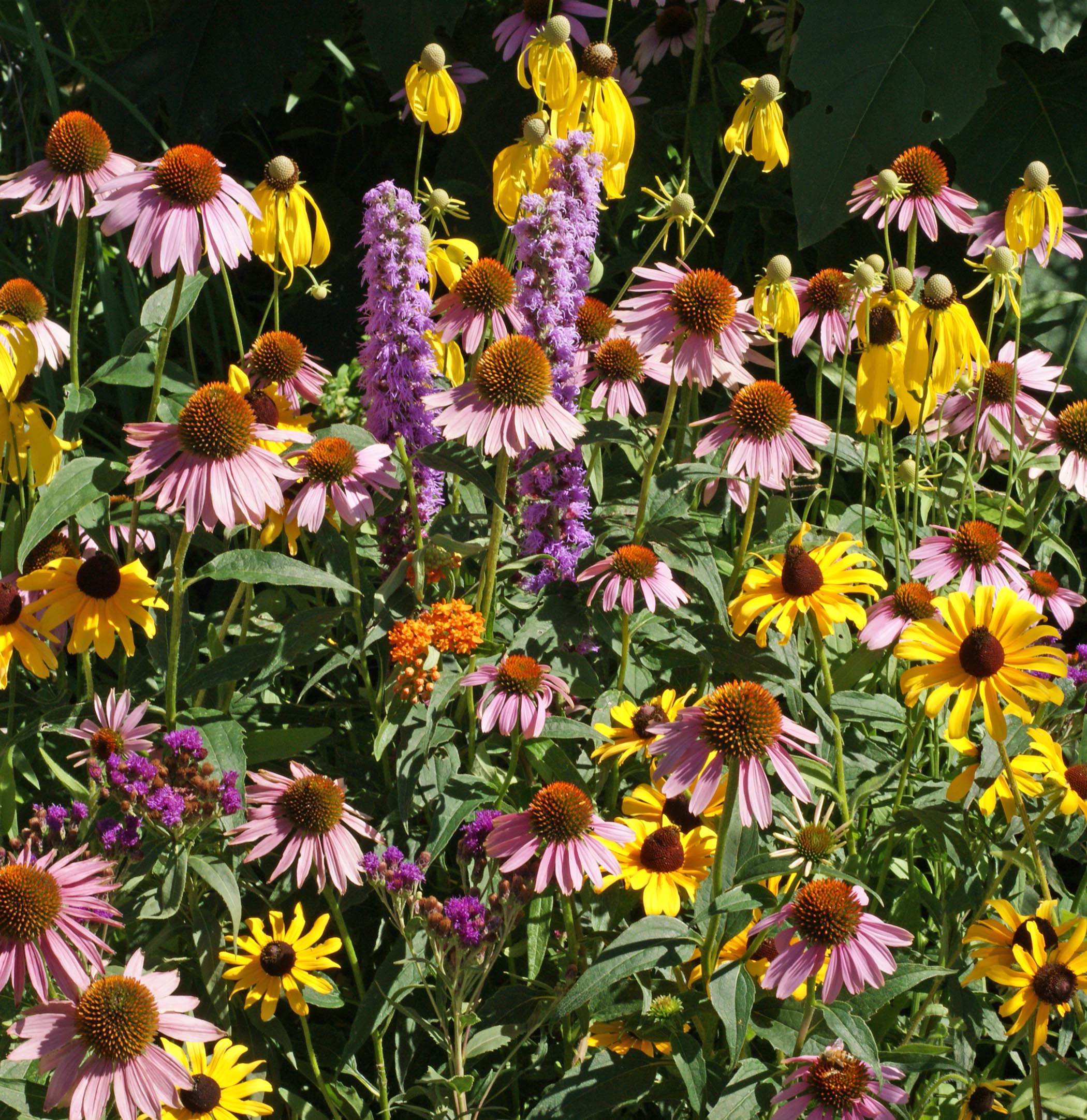 wild flower seeds wisconsin Midwest Native Mix Flower Mix | Sow True Seed
