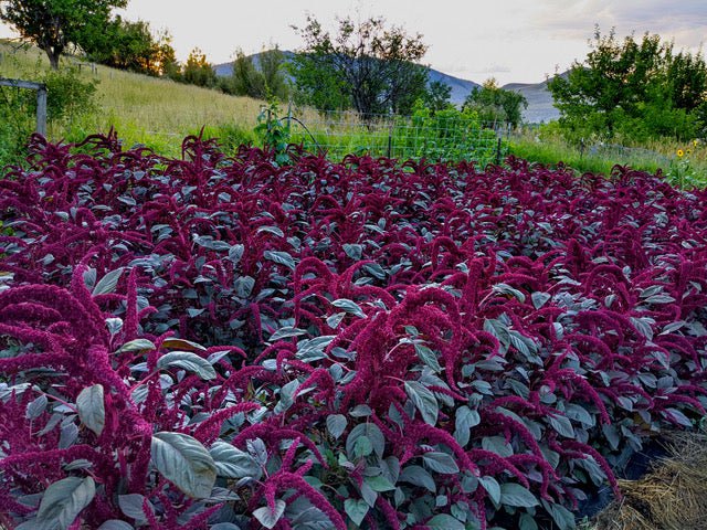 planting amaranth seeds Amaranth Seeds