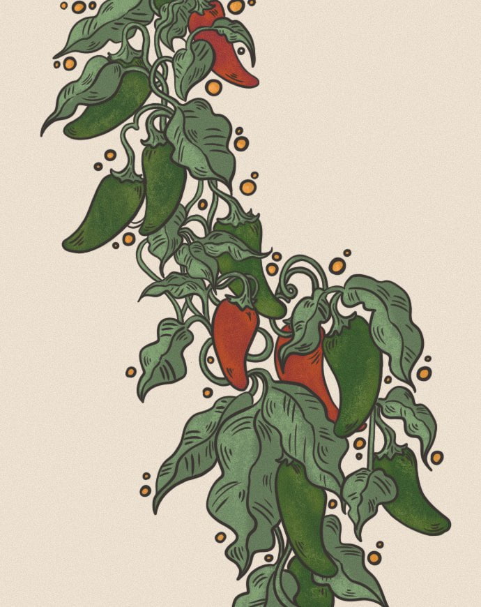 Hot Pepper Seeds - Tam Jalapeño - Sow True Seed