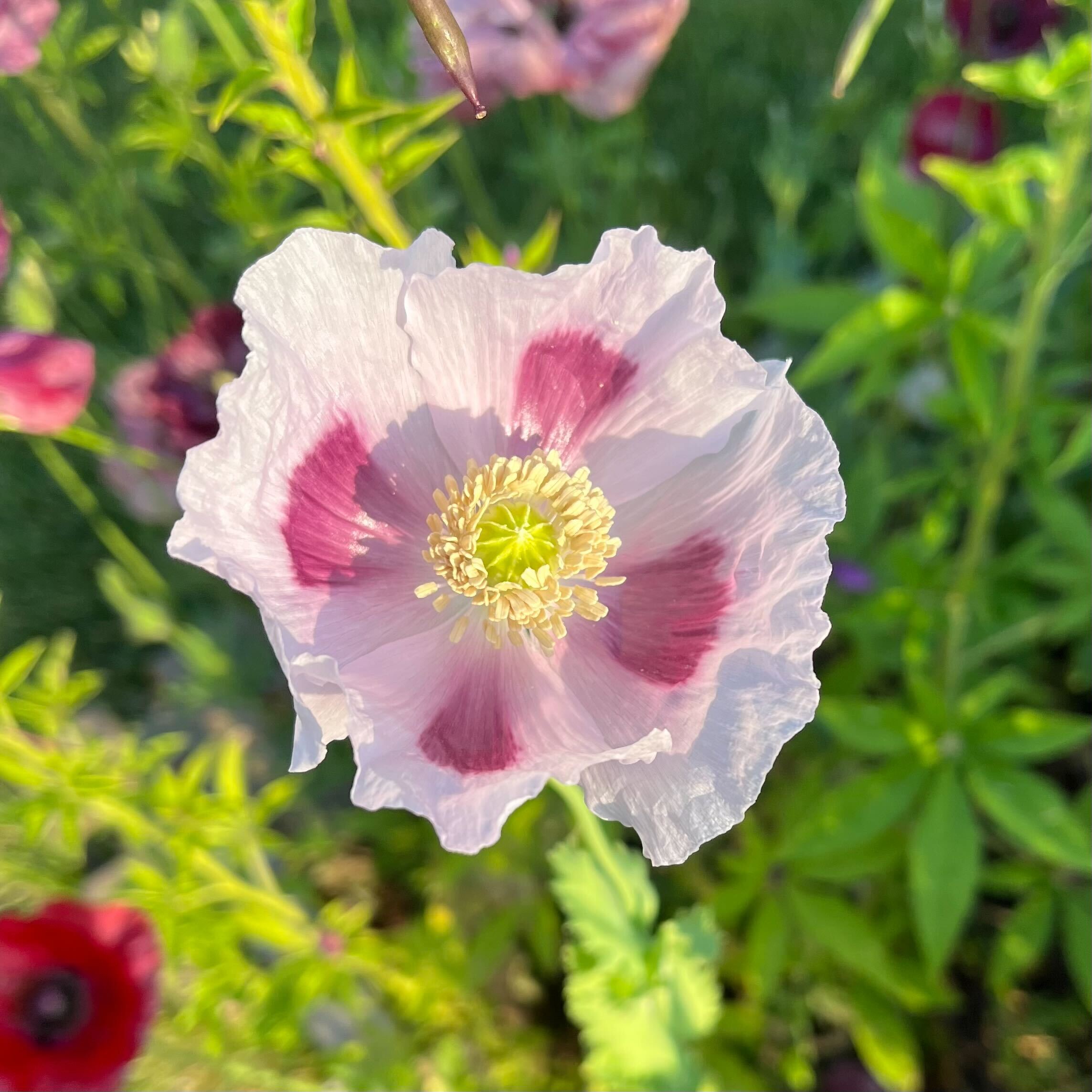 poppy seed plant Elka White Breadseed Poppy Seeds | Sow True Seed