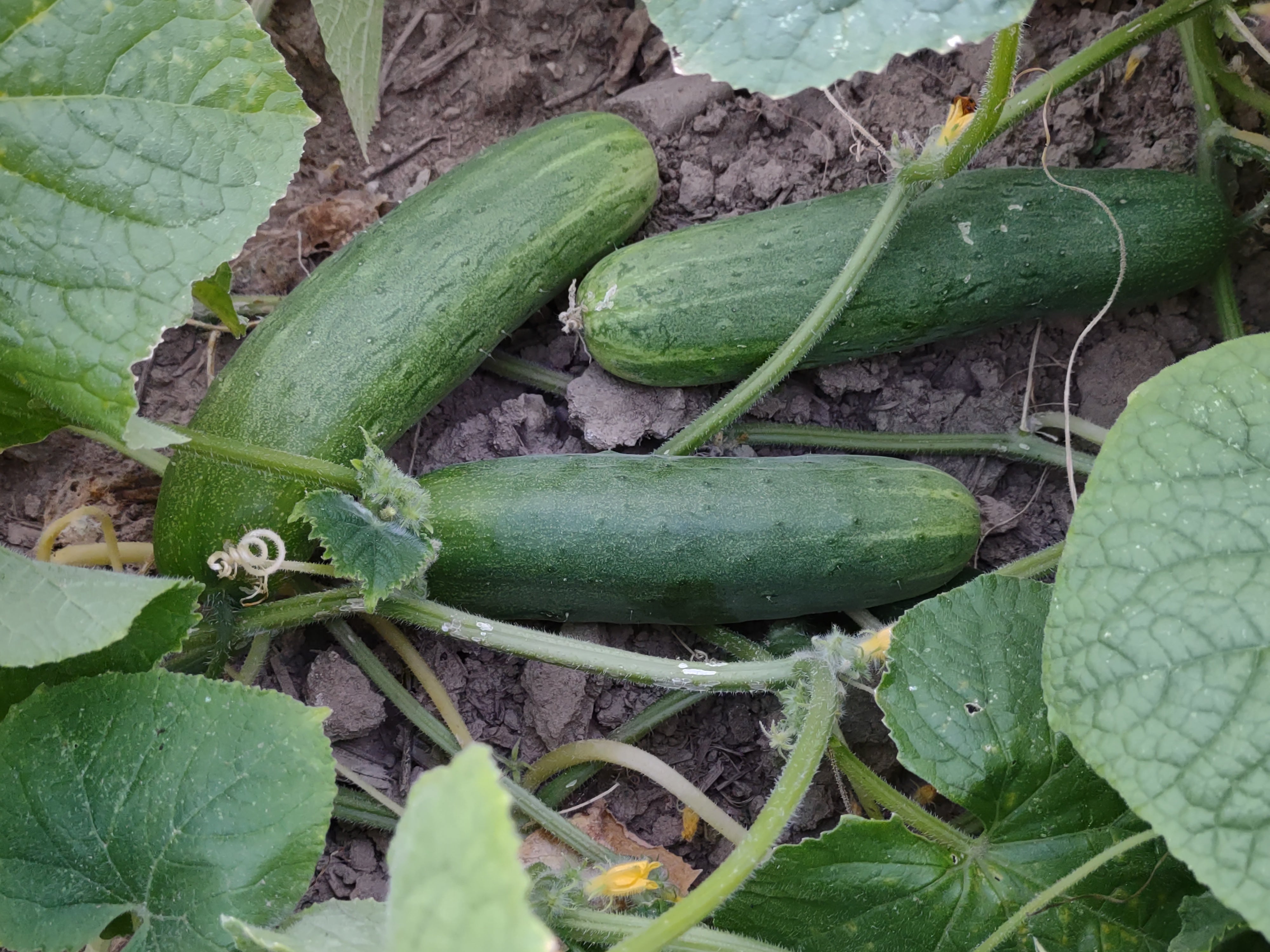 cucumbers from seed or plant South Wind Slicer Cucumber Seeds | Sow True Seed | Open Pollinated