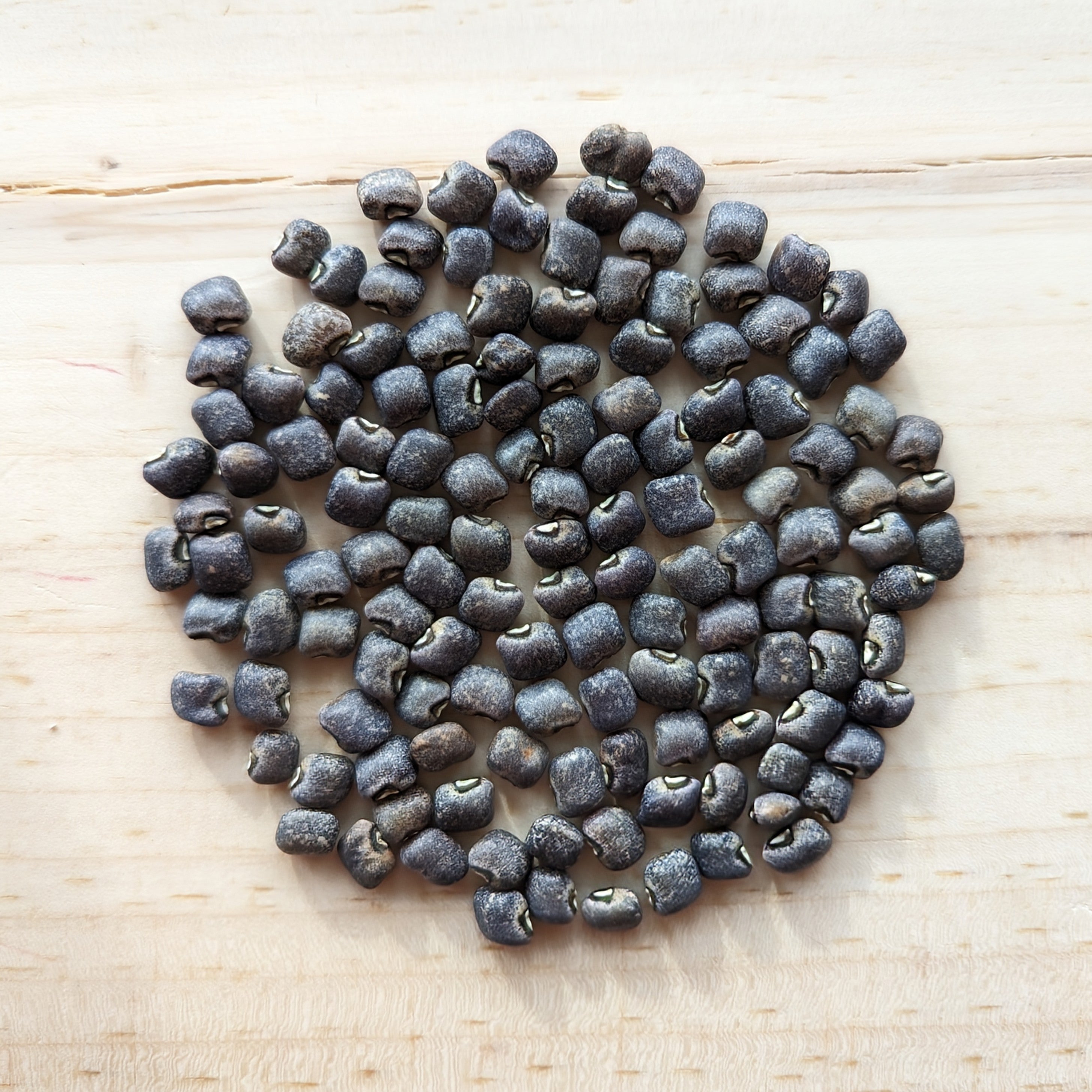 blue pea plant seeds Blue Goose Southern Pea Seeds | Sow True Seed