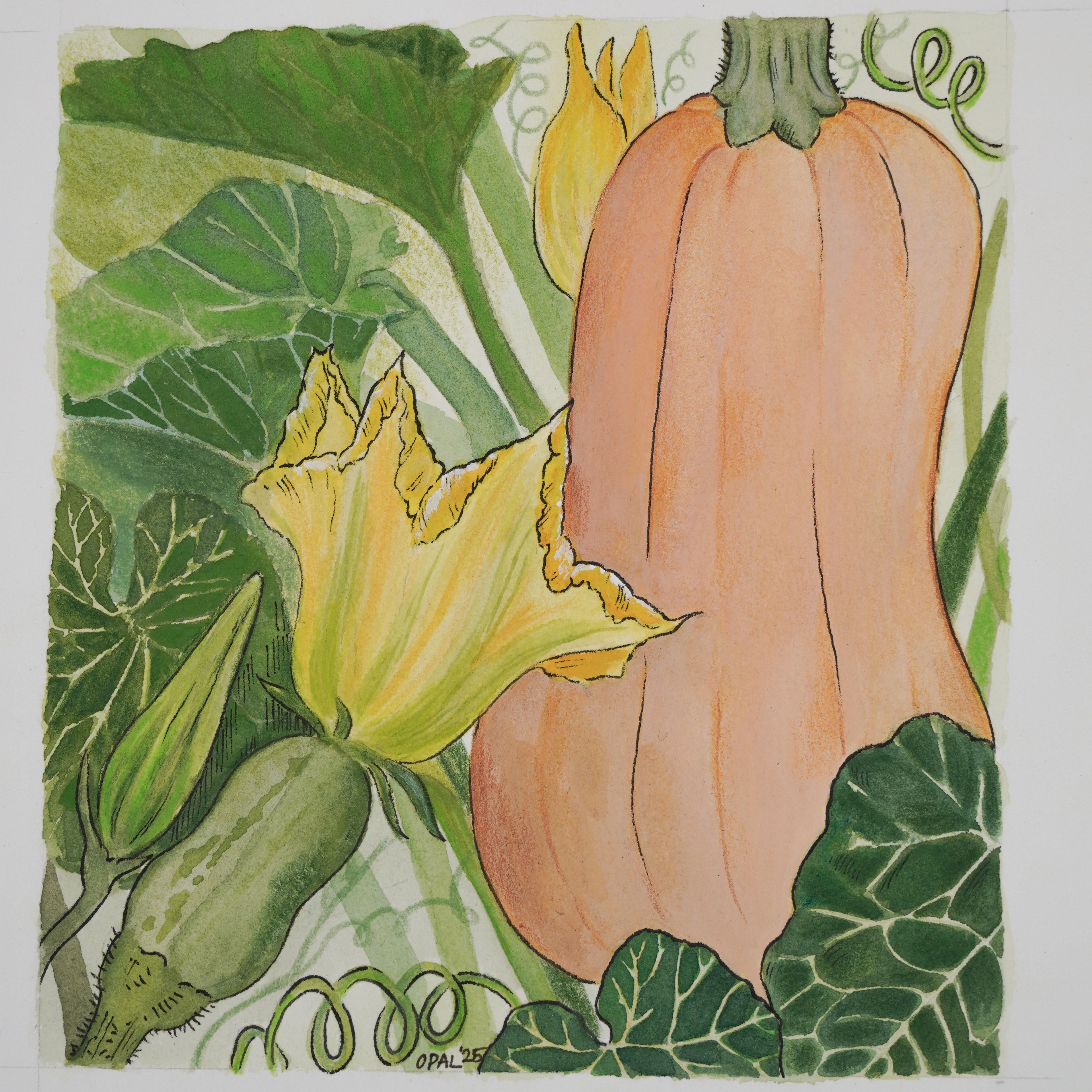 Winter Squash Seeds - South Anna Butternut, ORGANIC - Sow True Seed