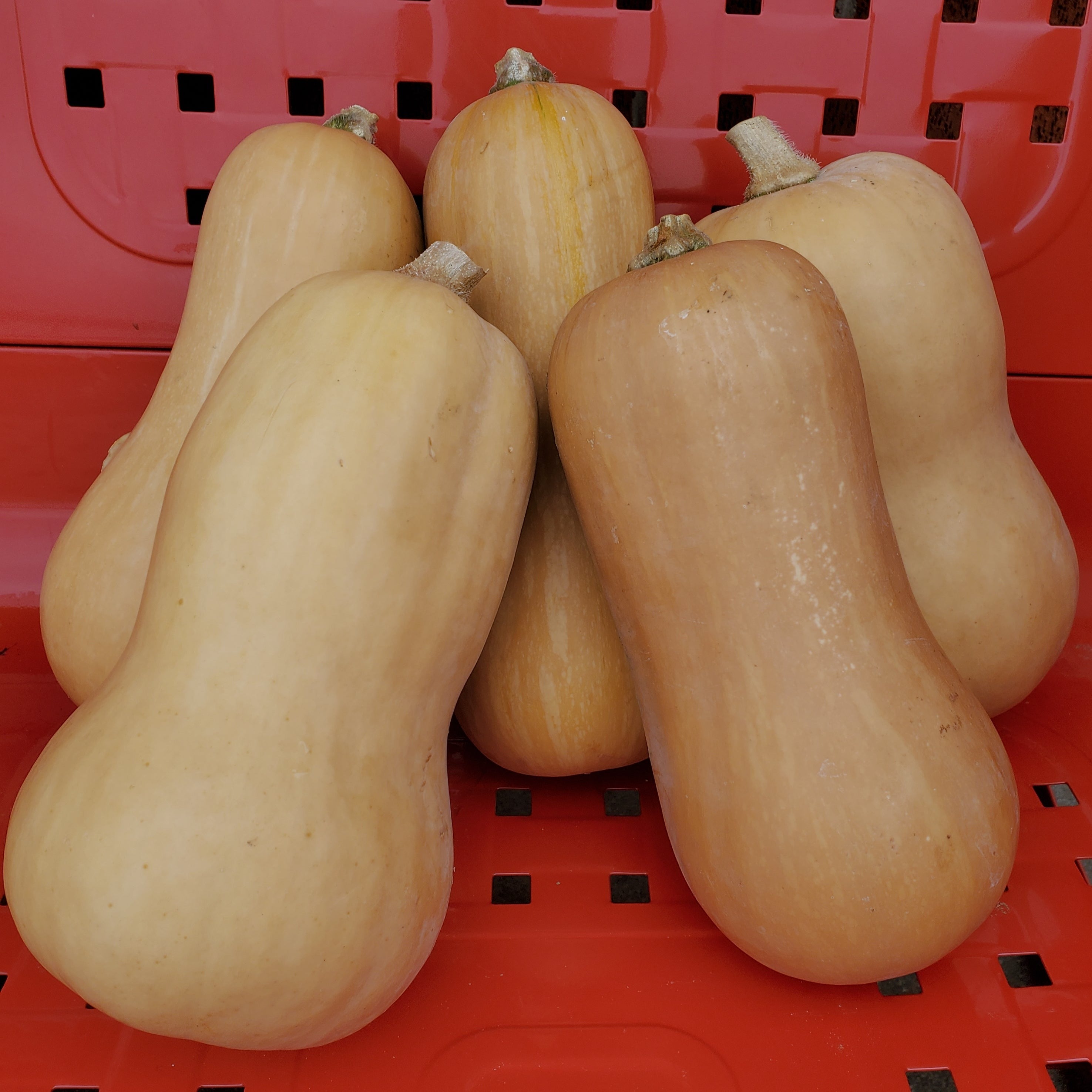 Winter Squash Seeds - Blue Ridge Butternut - Sow True Seed