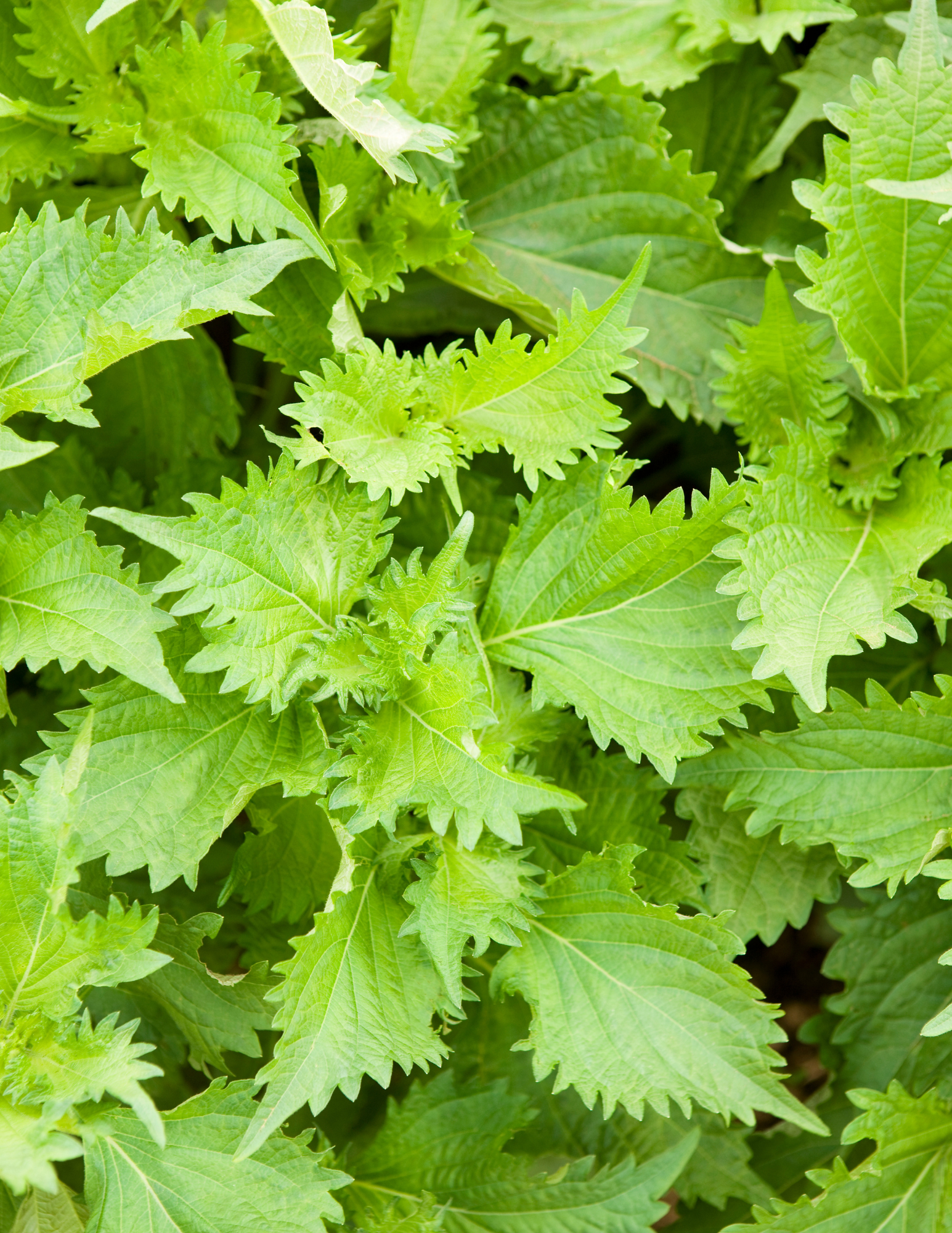 planting shiso seeds Shiso Seeds