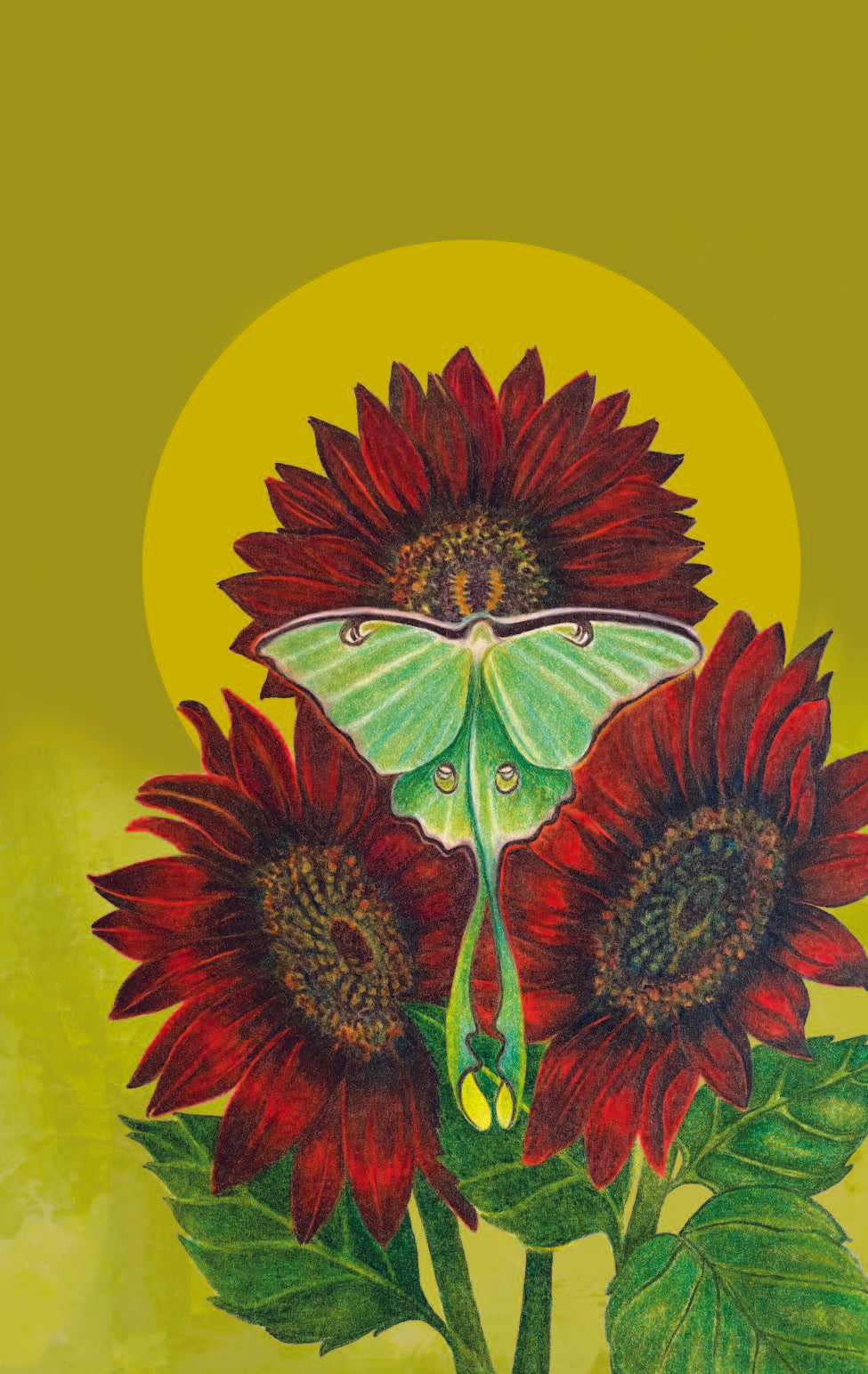 Sunflower Seeds - Chocolate Cherry - Sow True Seed