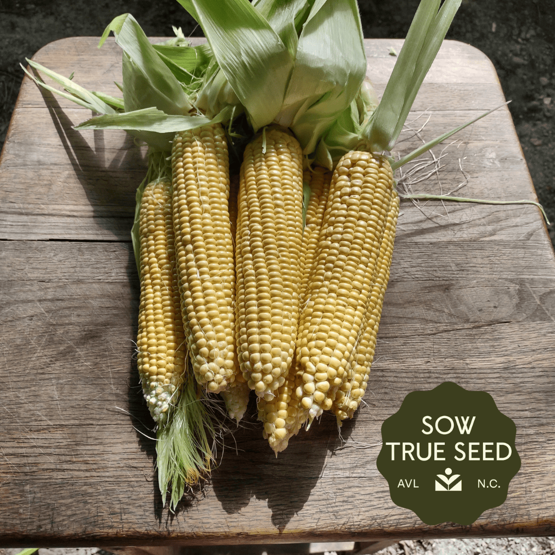 best corn seeds to plant Sweet Corn Seeds