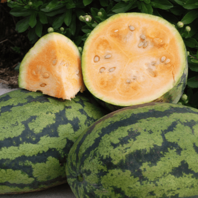Orangeglo watermelon