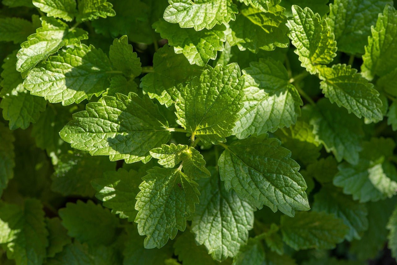 melissa plant seeds Lemon Balm - Herb Seeds