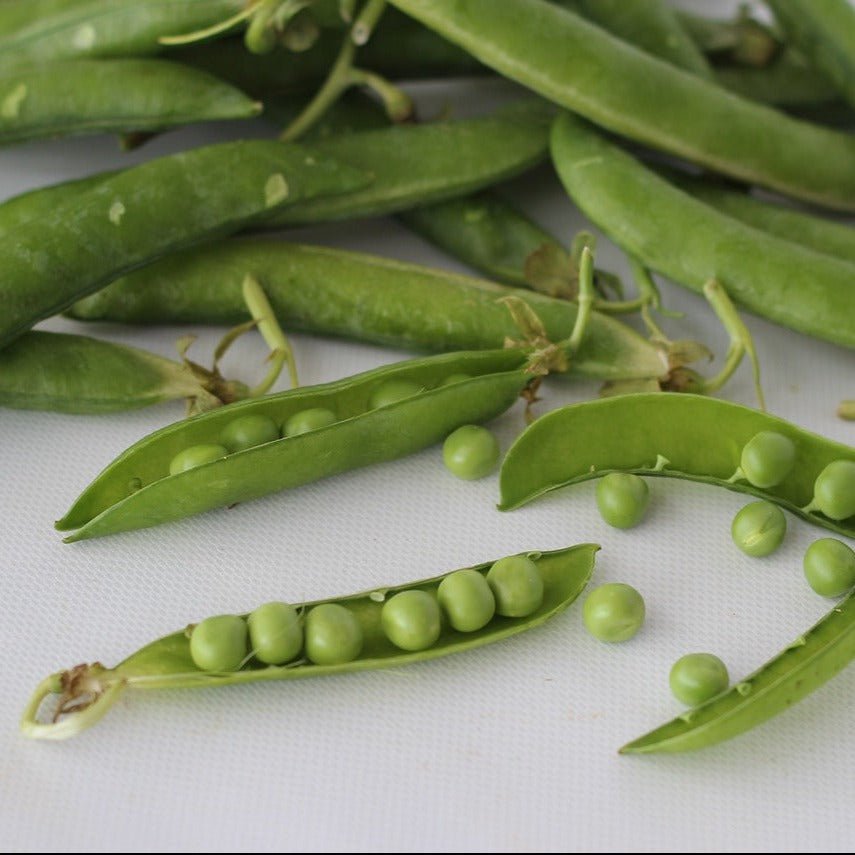 seeds of pea plant Shelling Pea Seeds