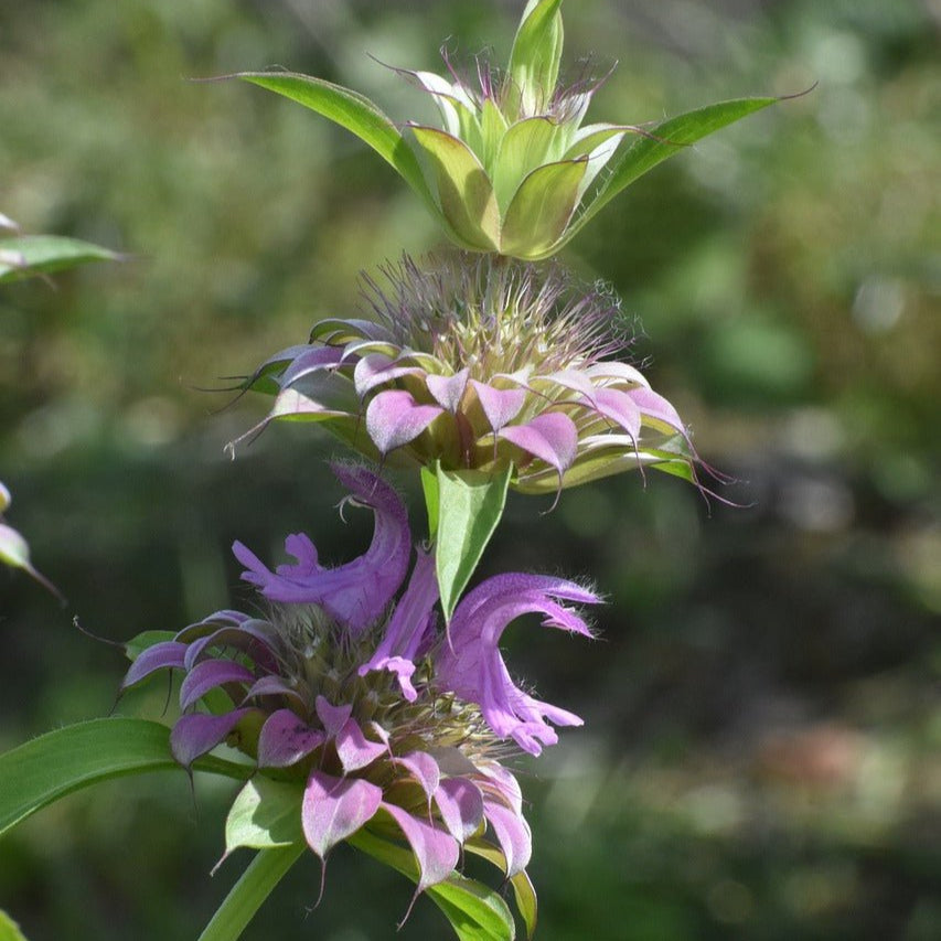 lavender bee balm plant Bee Balm Seeds