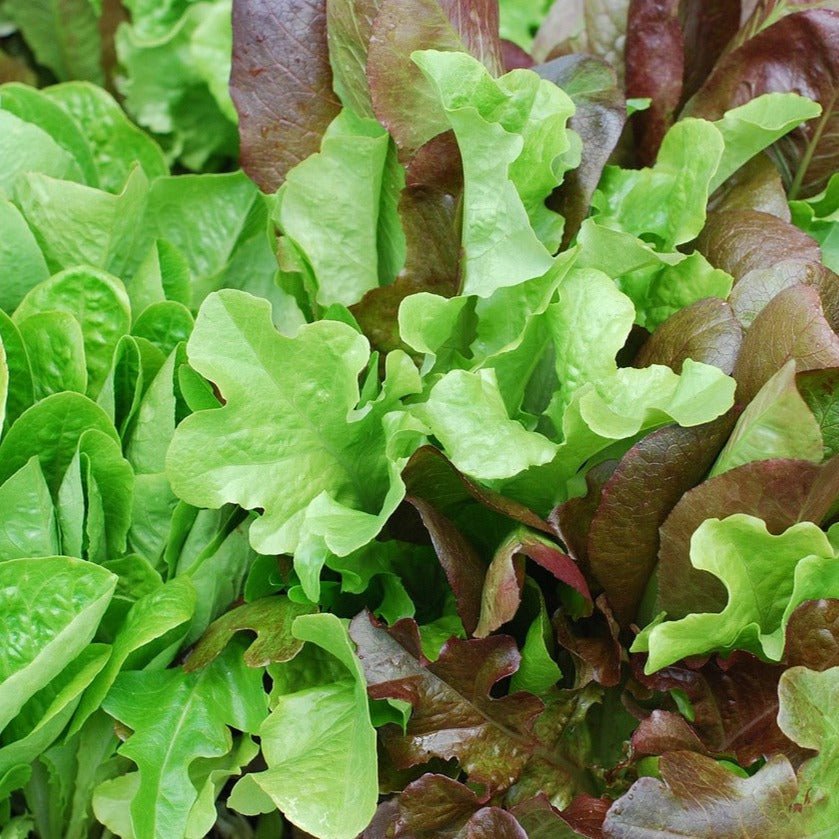 lettuce seed to plant Heatwave Blend Lettuce Seeds | Sow True Seed