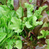Lettuce Seeds - Heatwave Blend