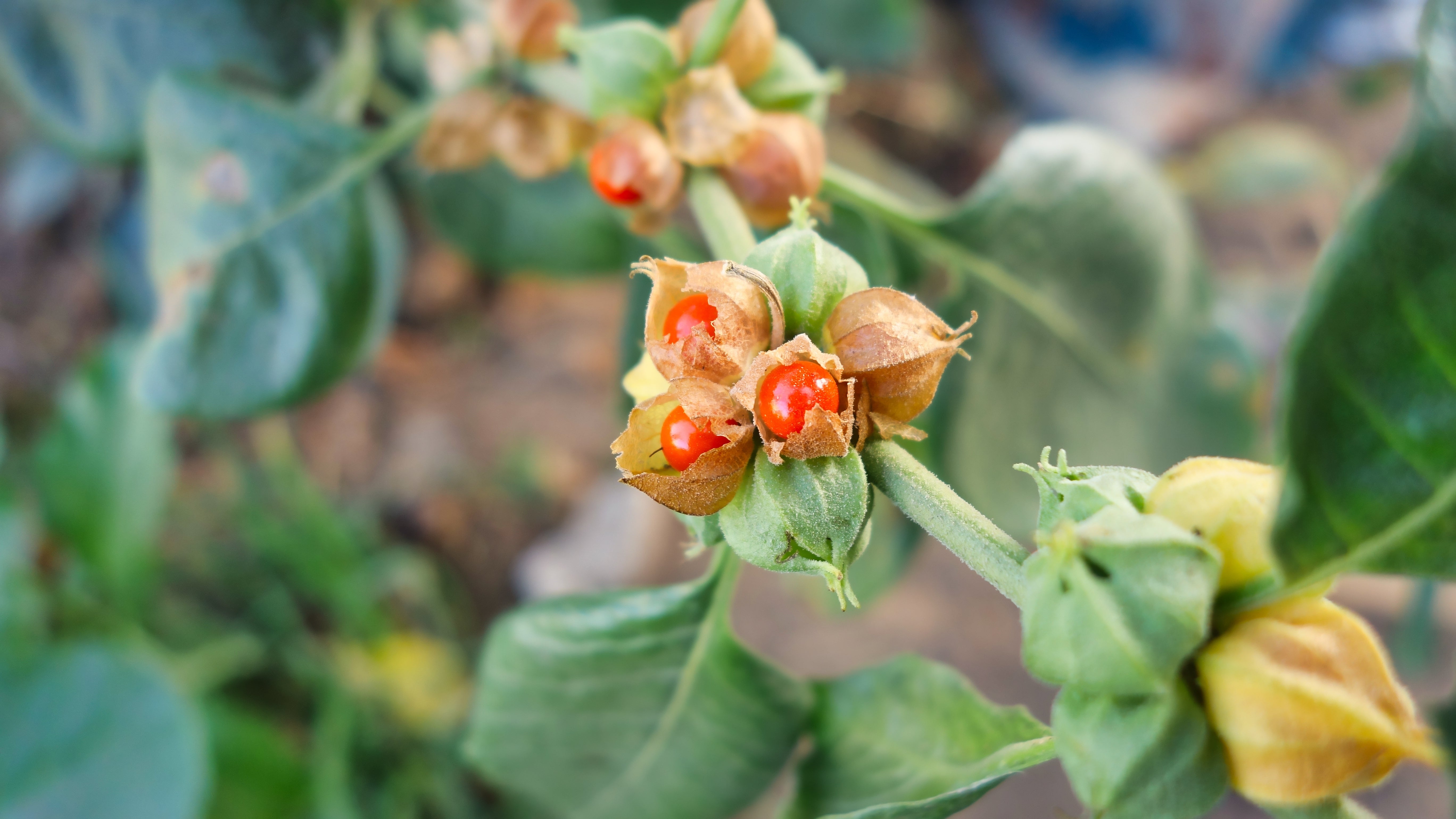 ayurvedic plant seeds Ashwagandha Seeds