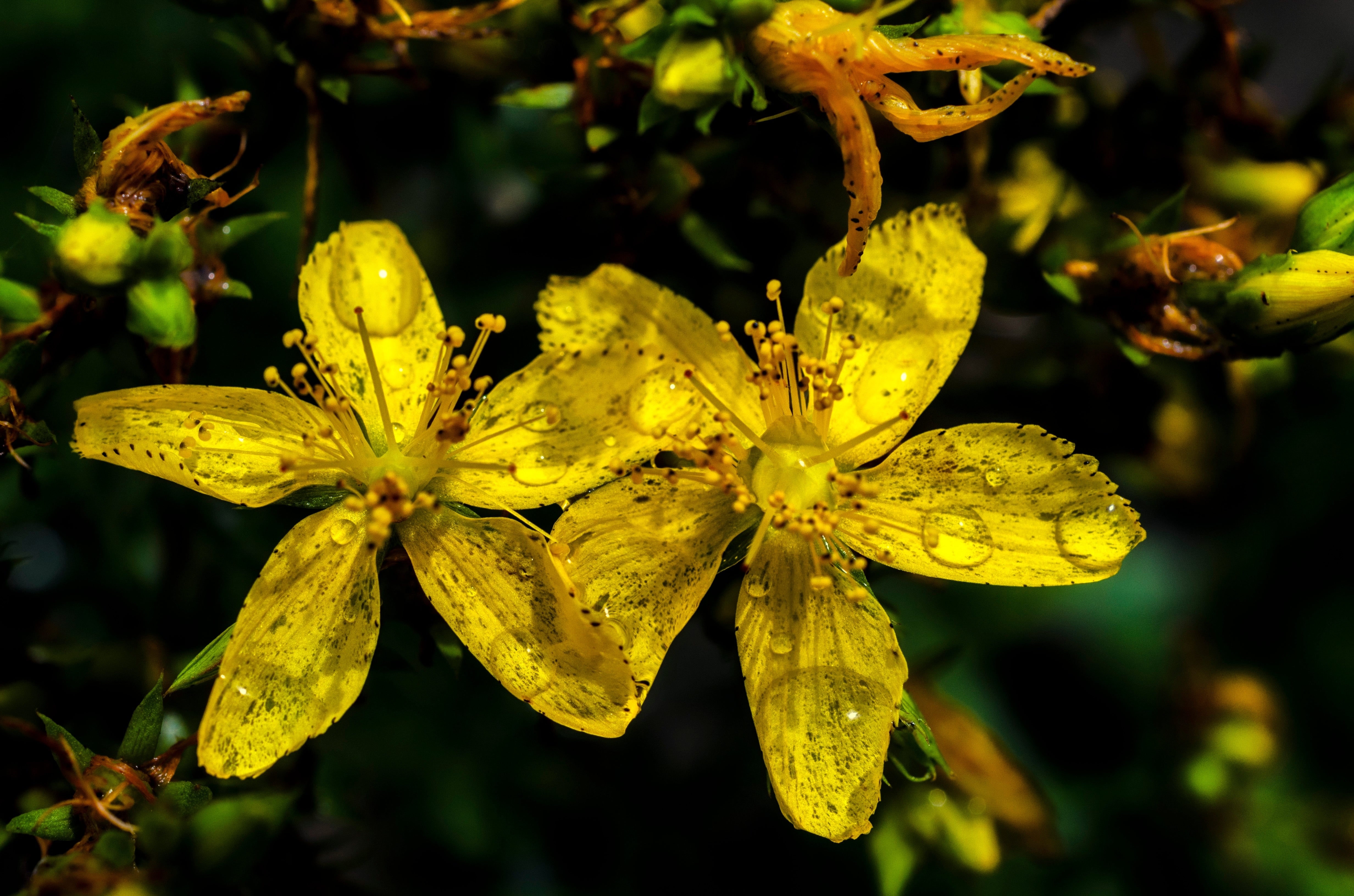 st john's wort plant seeds Spotted St. John's Wort | Sow True Seed