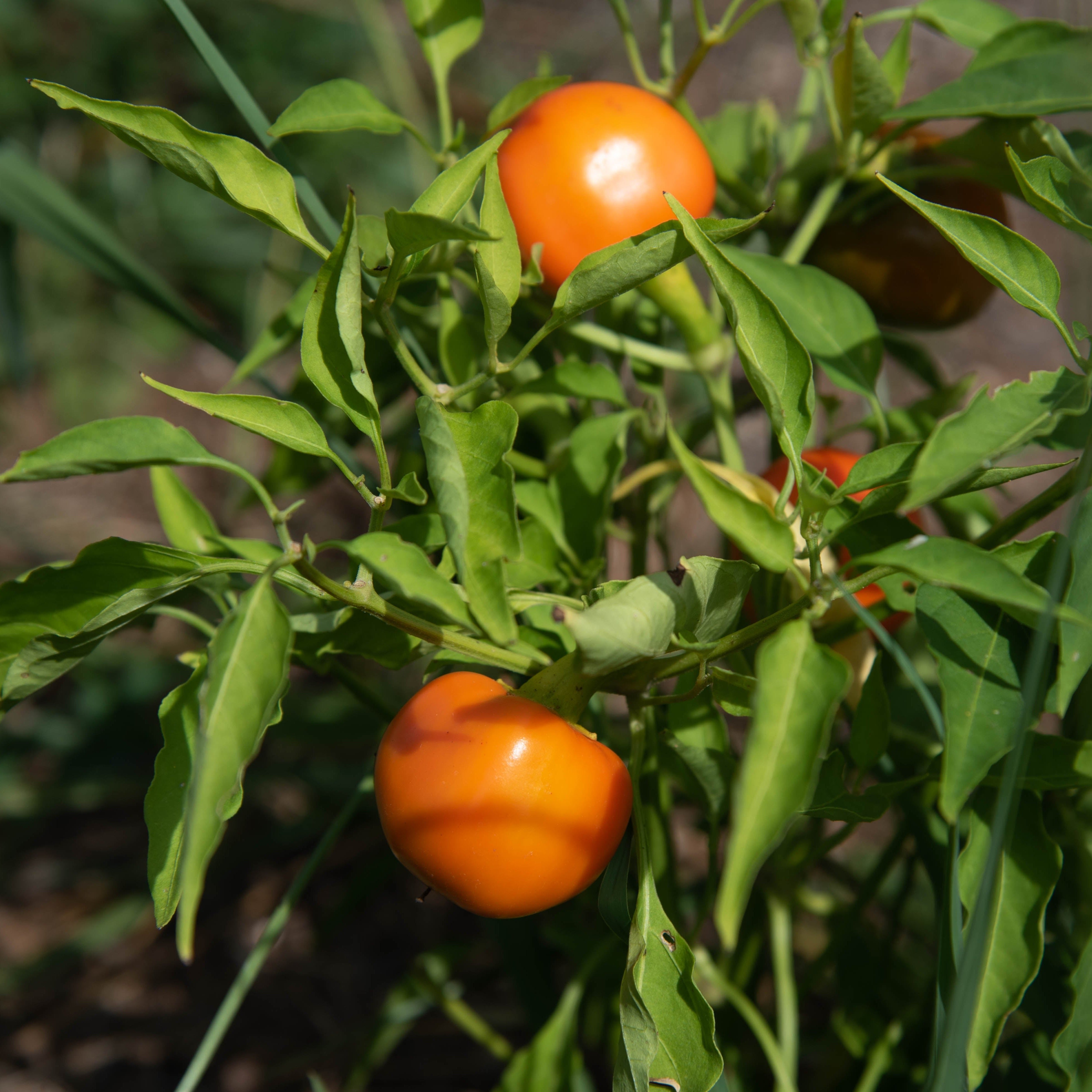 pepper plant from seeds Carrot Bomb Hot Pepper Seeds | Sow True Seed