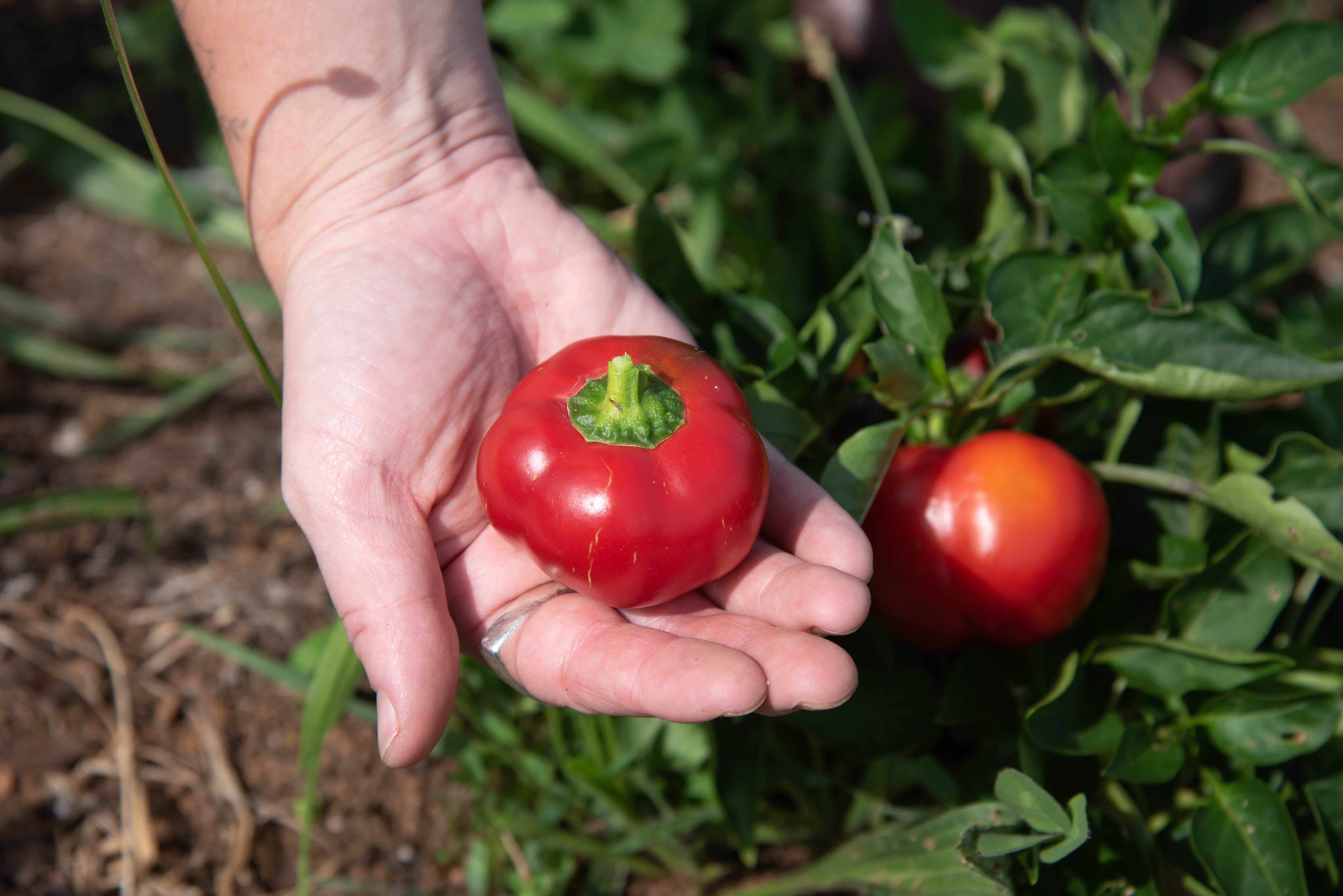 Sweet Pepper Seeds - Ashe County Pimento - Sow True Seed